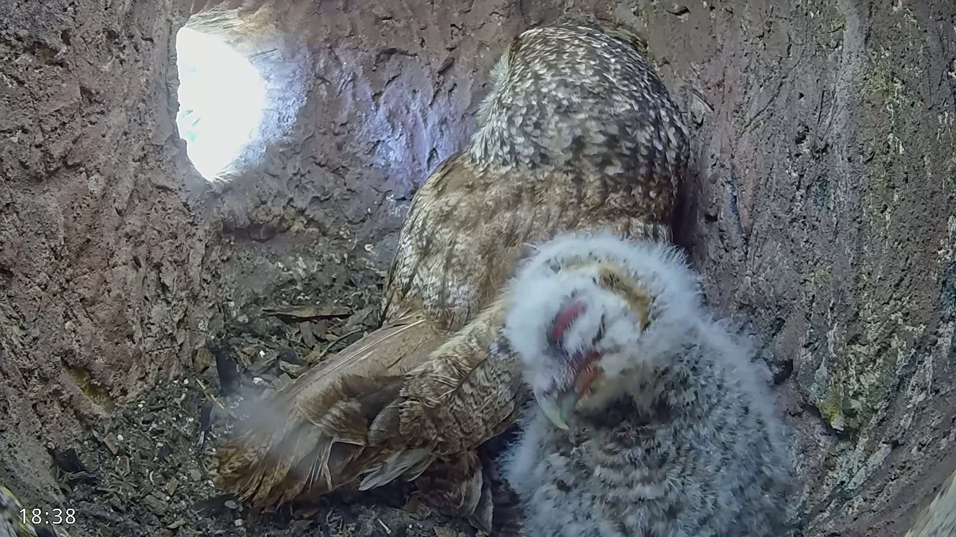 An adult owl is nestled beside a fluffy owlet inside a tree hollow, sunlight visible through an opening.