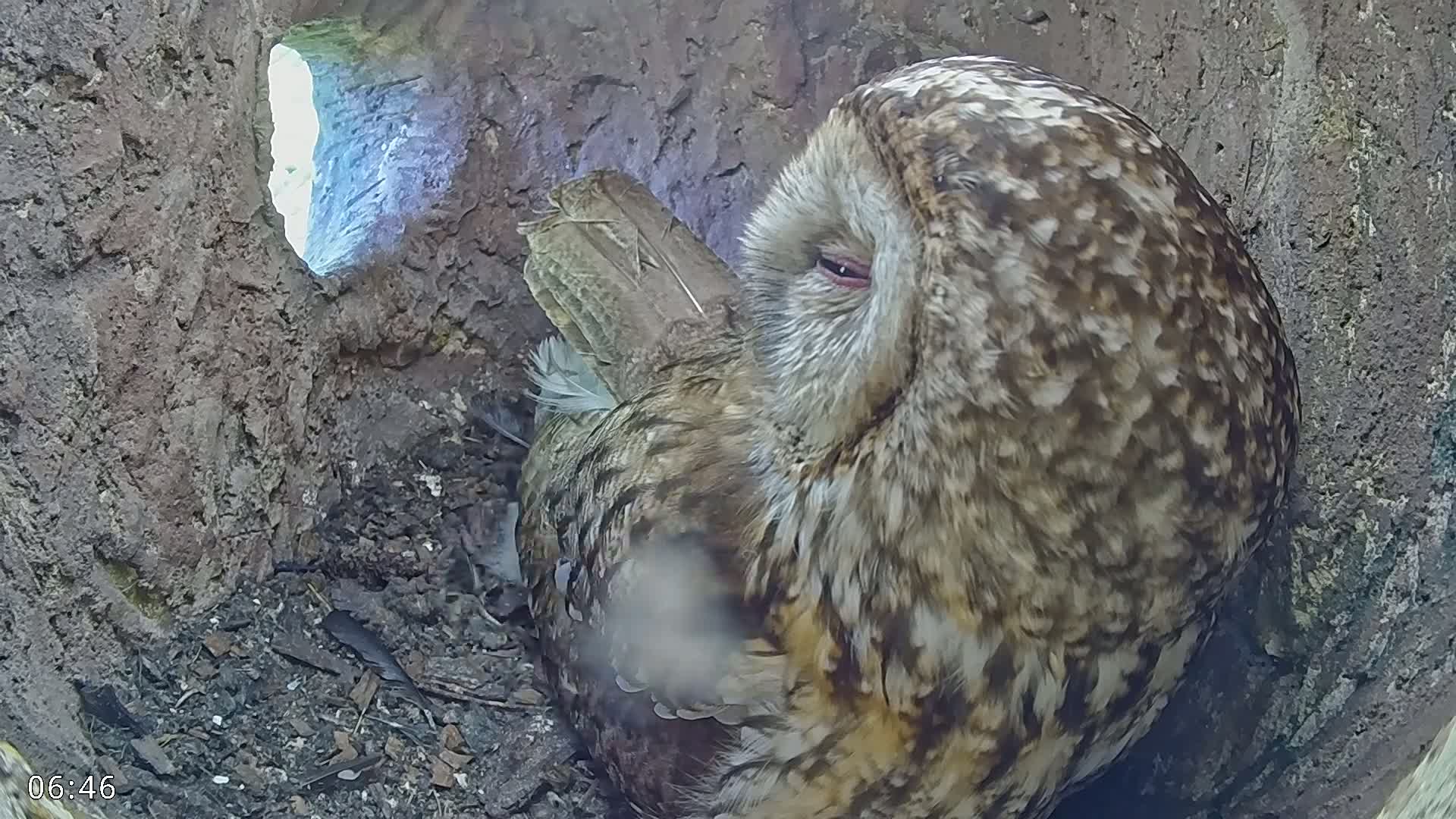  Dronninglund, Birds and Squirrels in the Forest Live Cam - Dronninglund, Bronderslev, Nordjylland(North Denmark), Denmark