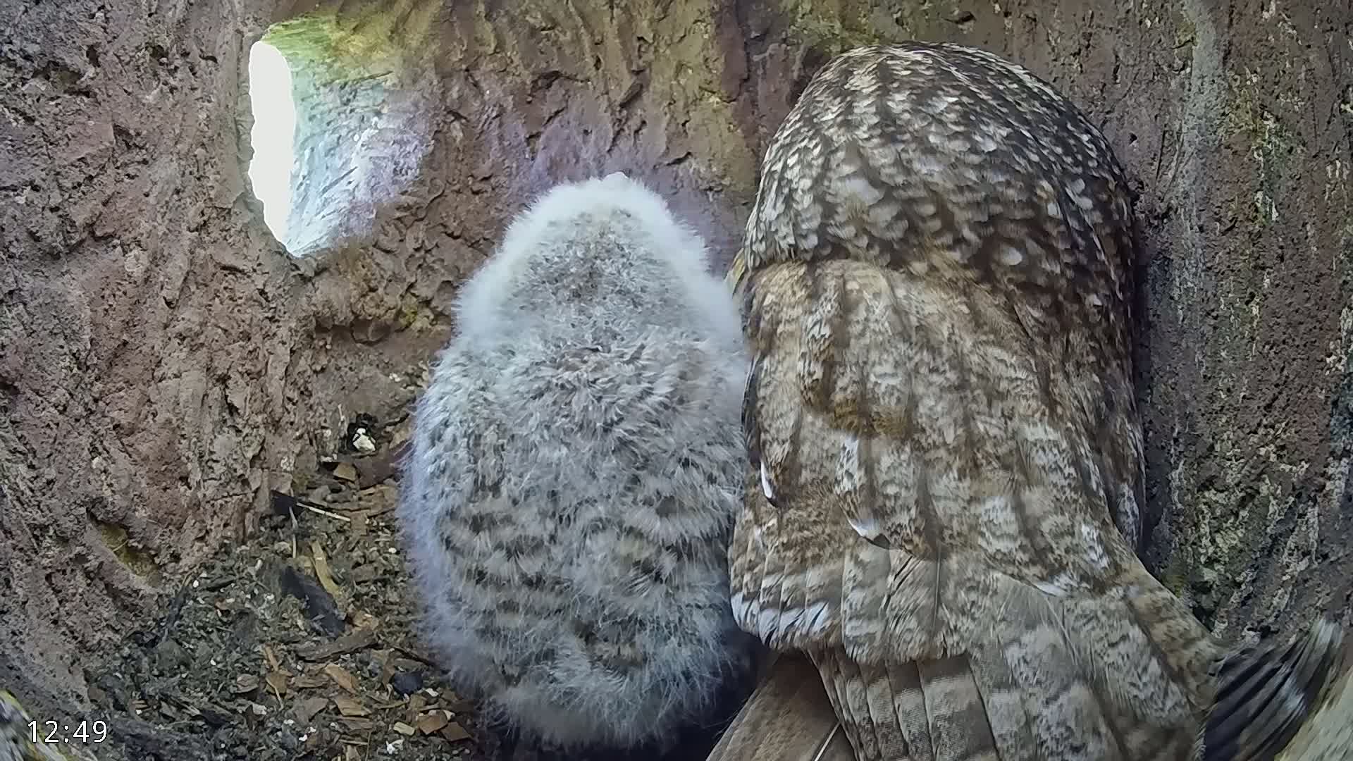 A gray owl sits next to a fluffy gray owlet in a tree hollow, with daylight visible through an opening.
