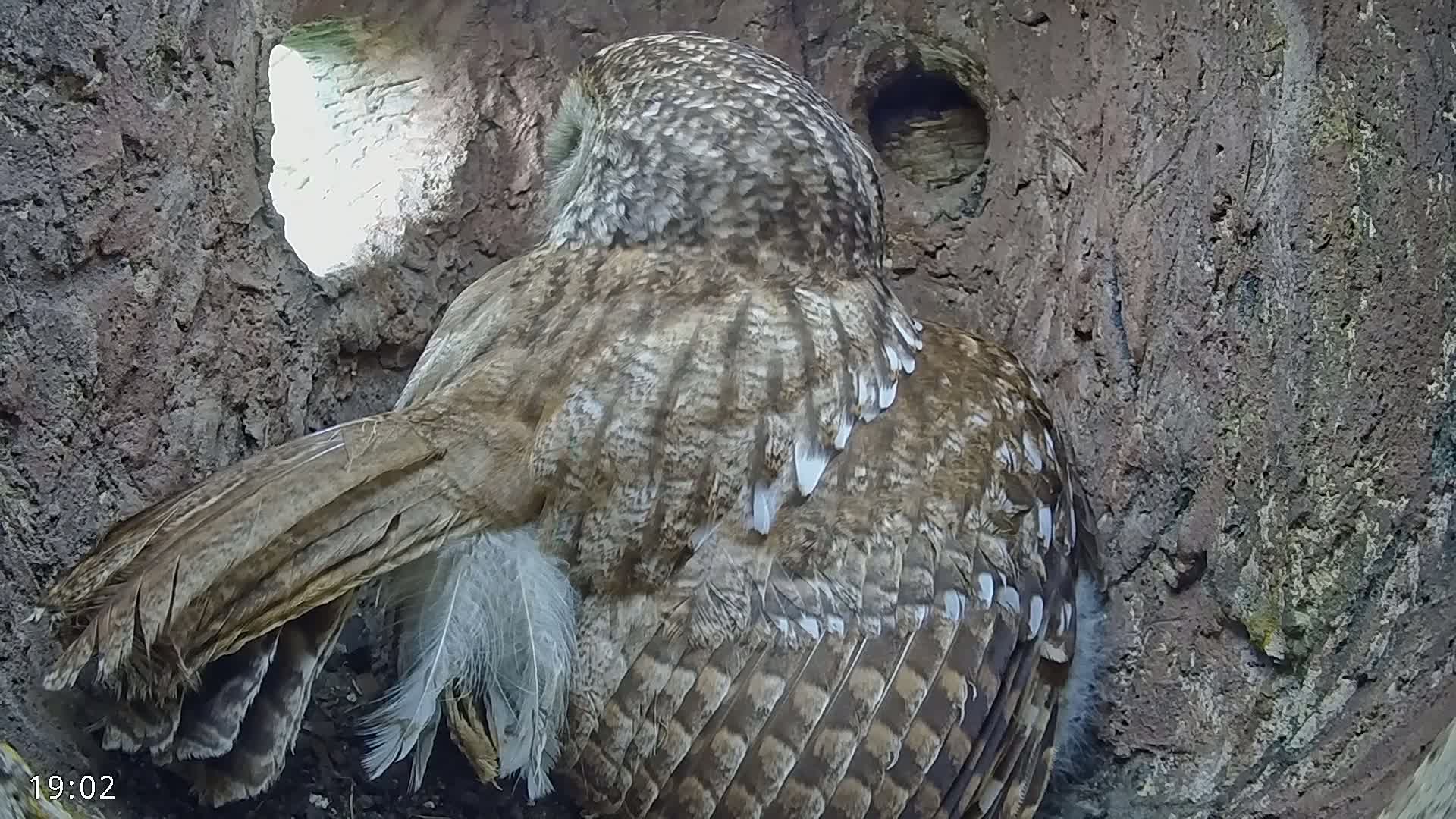 A great gray owl sits inside a tree hollow, its wings partially spread.