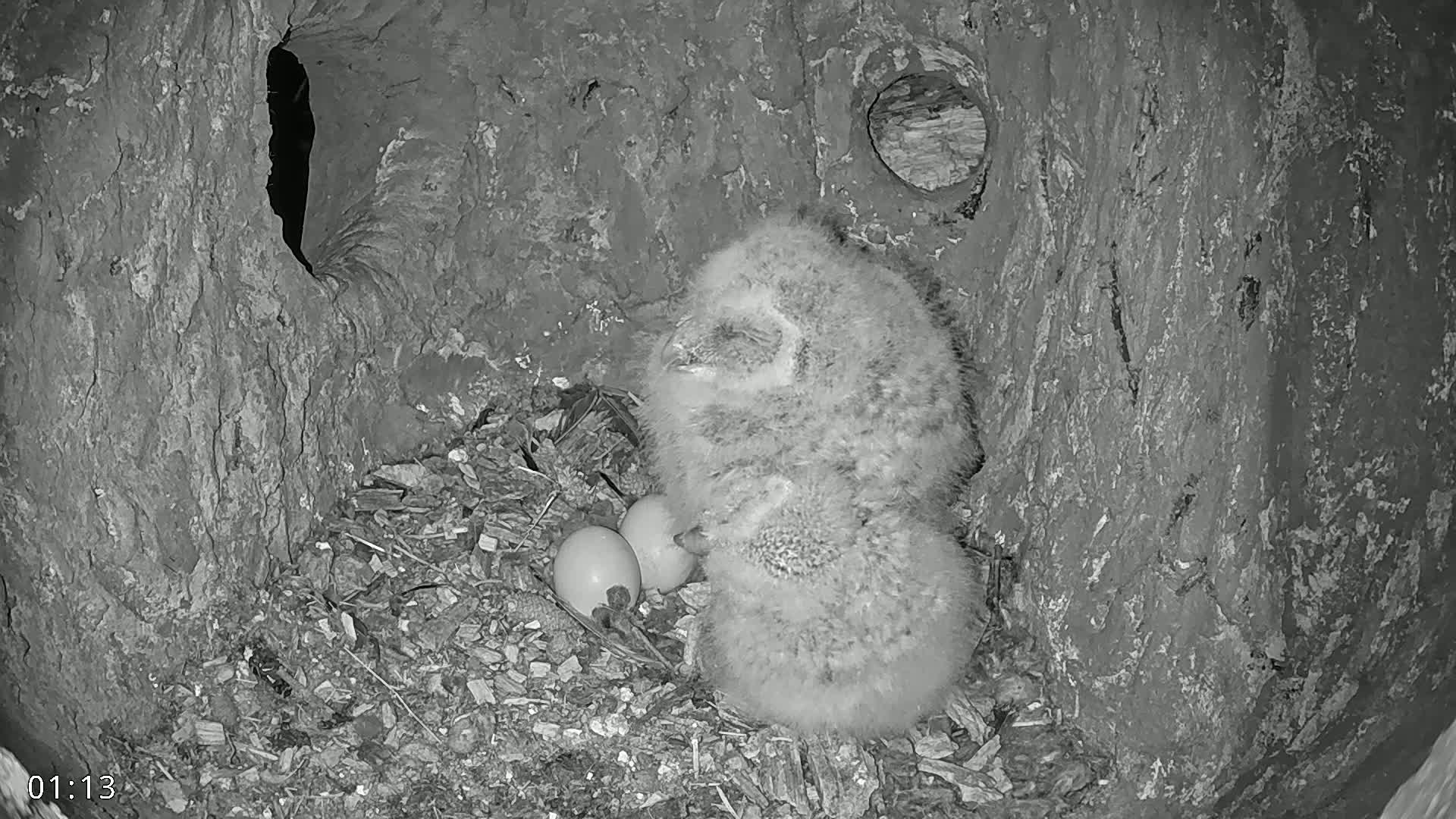  Dronninglund, Birds and Squirrels in the Forest Live Cam - Dronninglund, Bronderslev, Nordjylland(North Denmark), Denmark