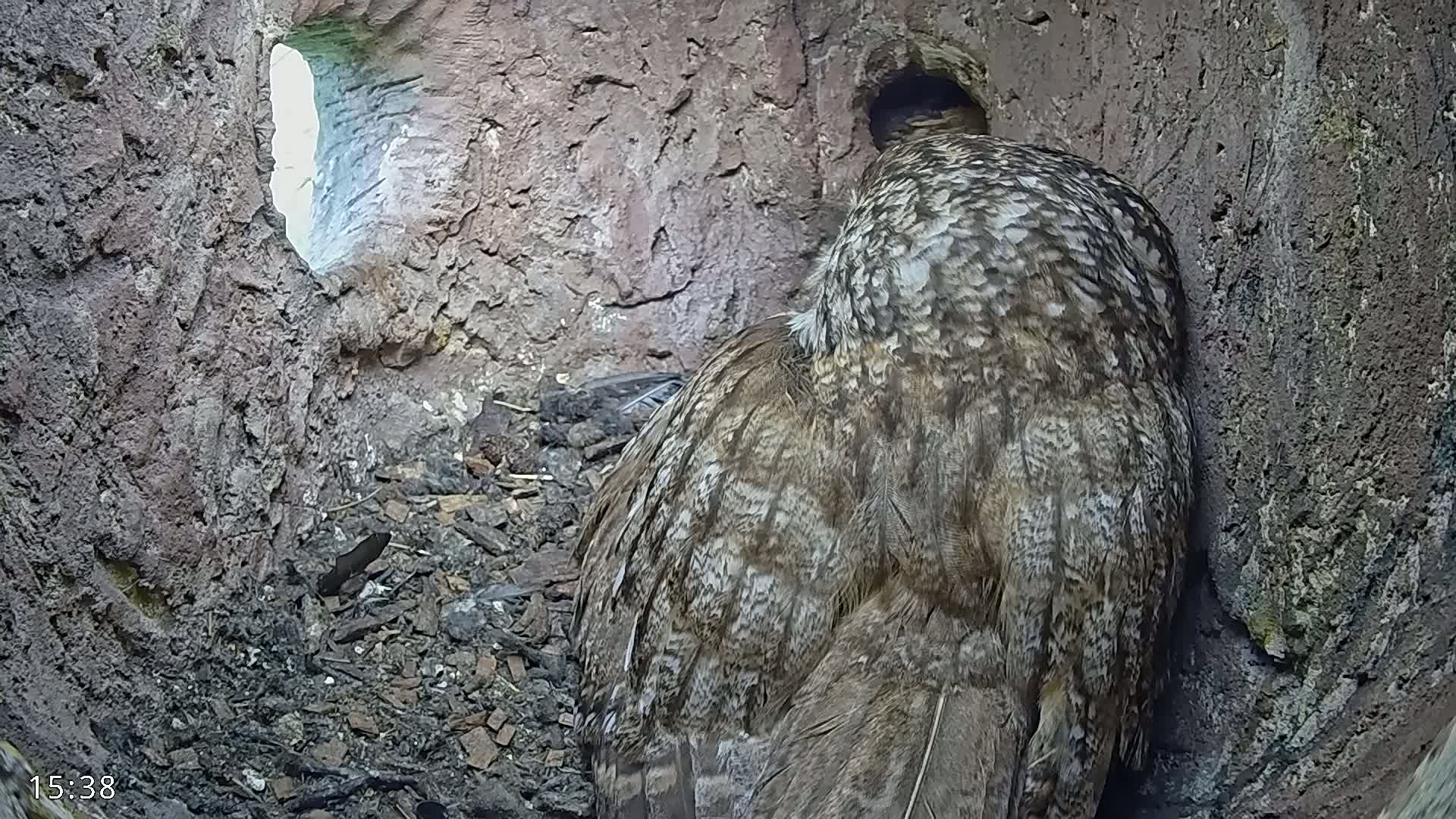 The back of a large, brown and grey owl is visible inside a dark, earthen cavity with a small opening letting in some light.