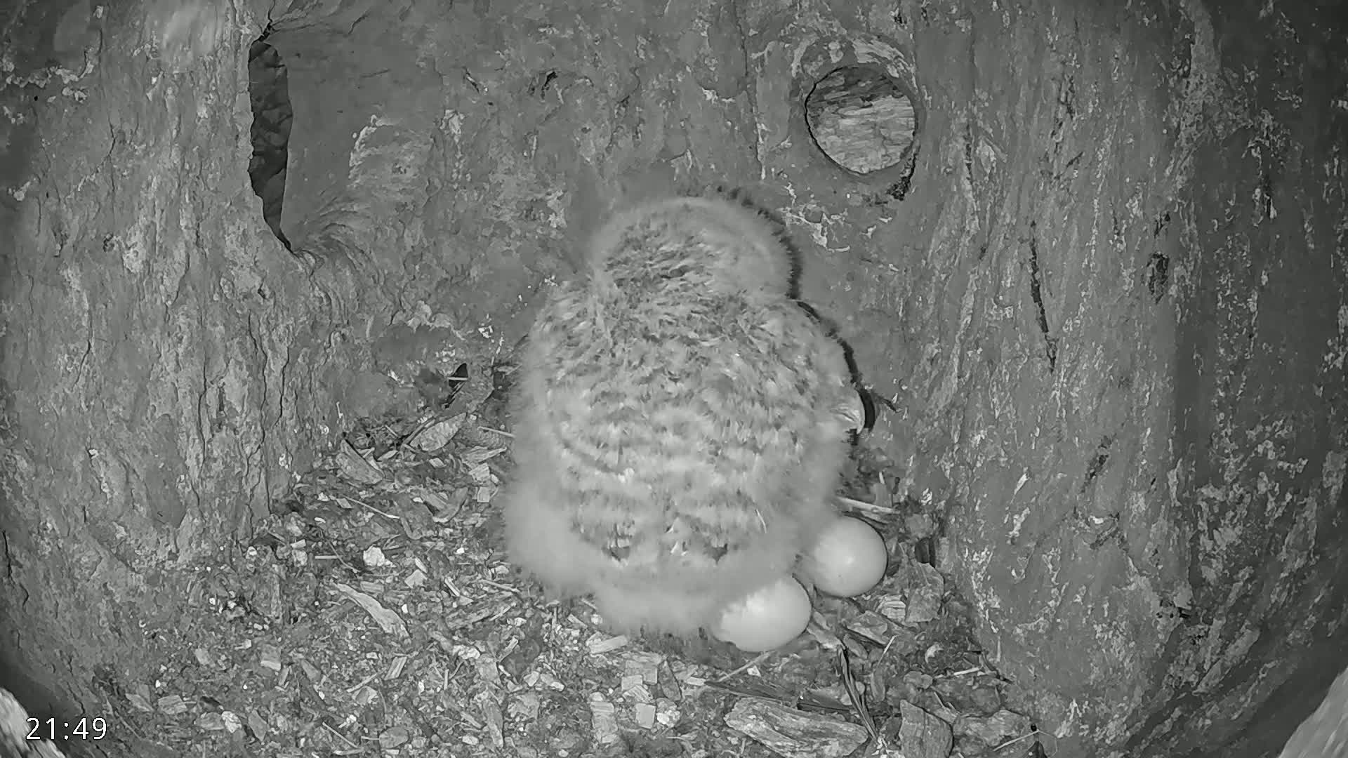 A fluffy owlet sits amongst two eggs in a dark, tree hollow at night.
