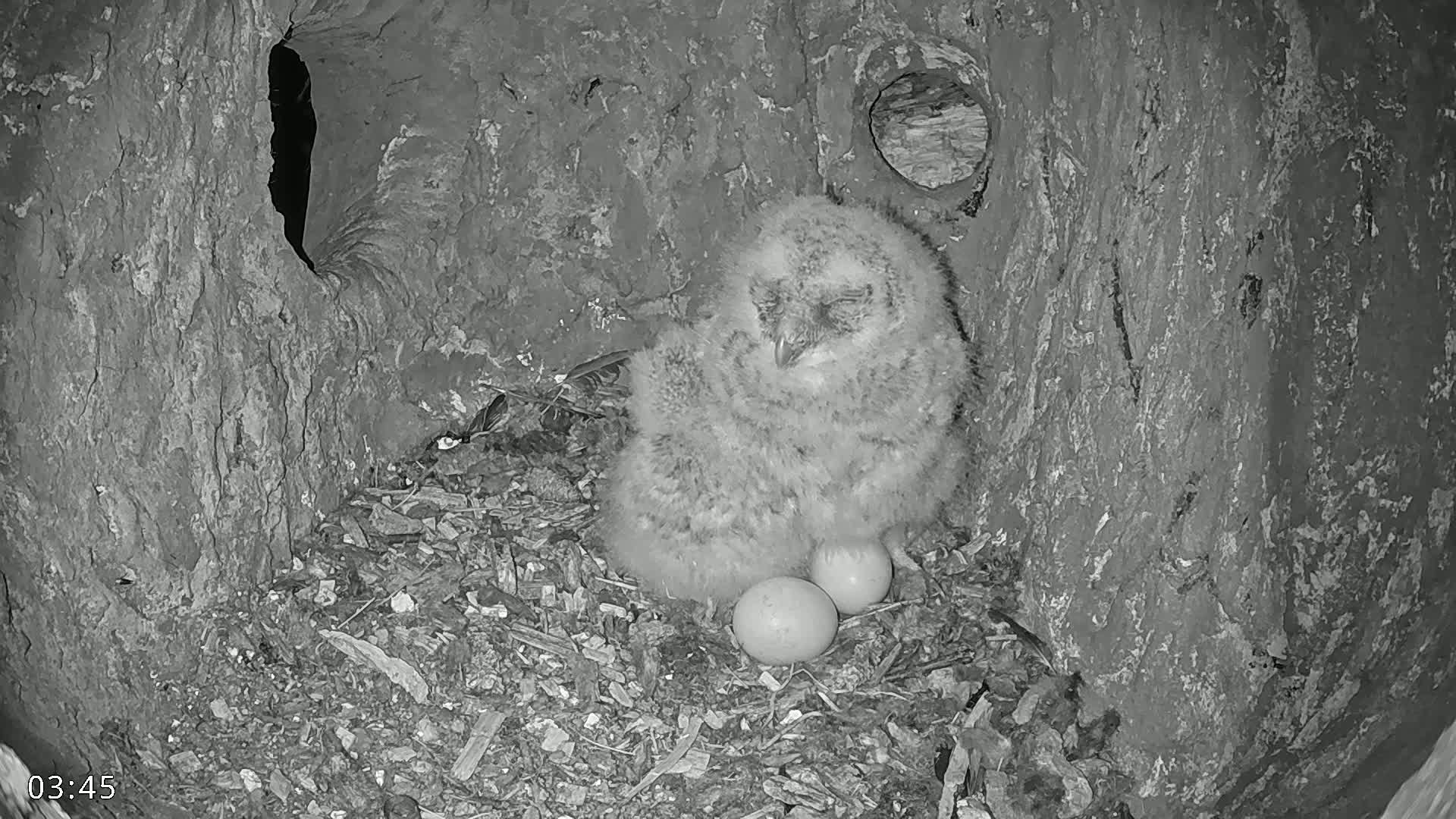  Dronninglund, Birds and Squirrels in the Forest Live Cam - Dronninglund, Bronderslev, Nordjylland(North Denmark), Denmark
