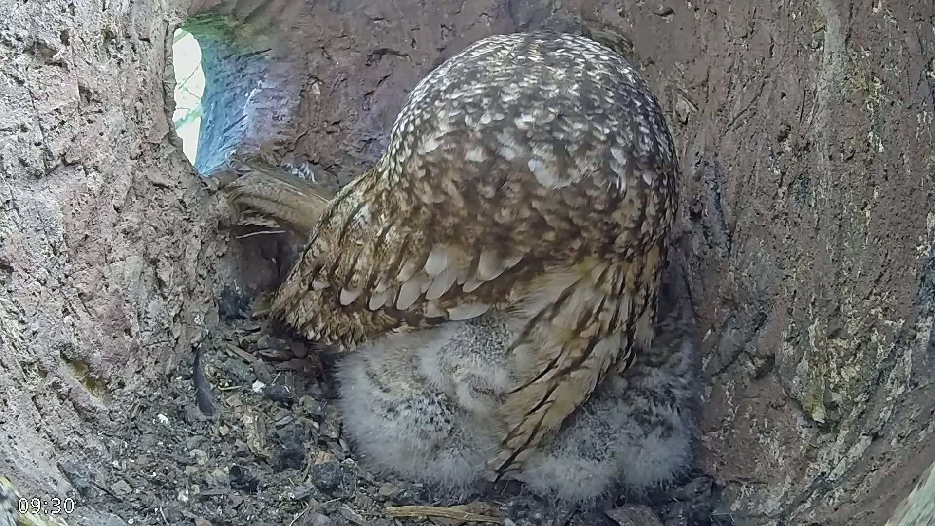 An owl sits on a nest of owlets inside a tree hollow.