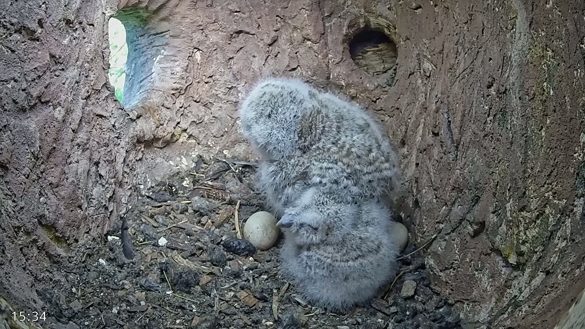 Two fluffy gray owlets huddle together in a tree hollow nest containing several eggs.