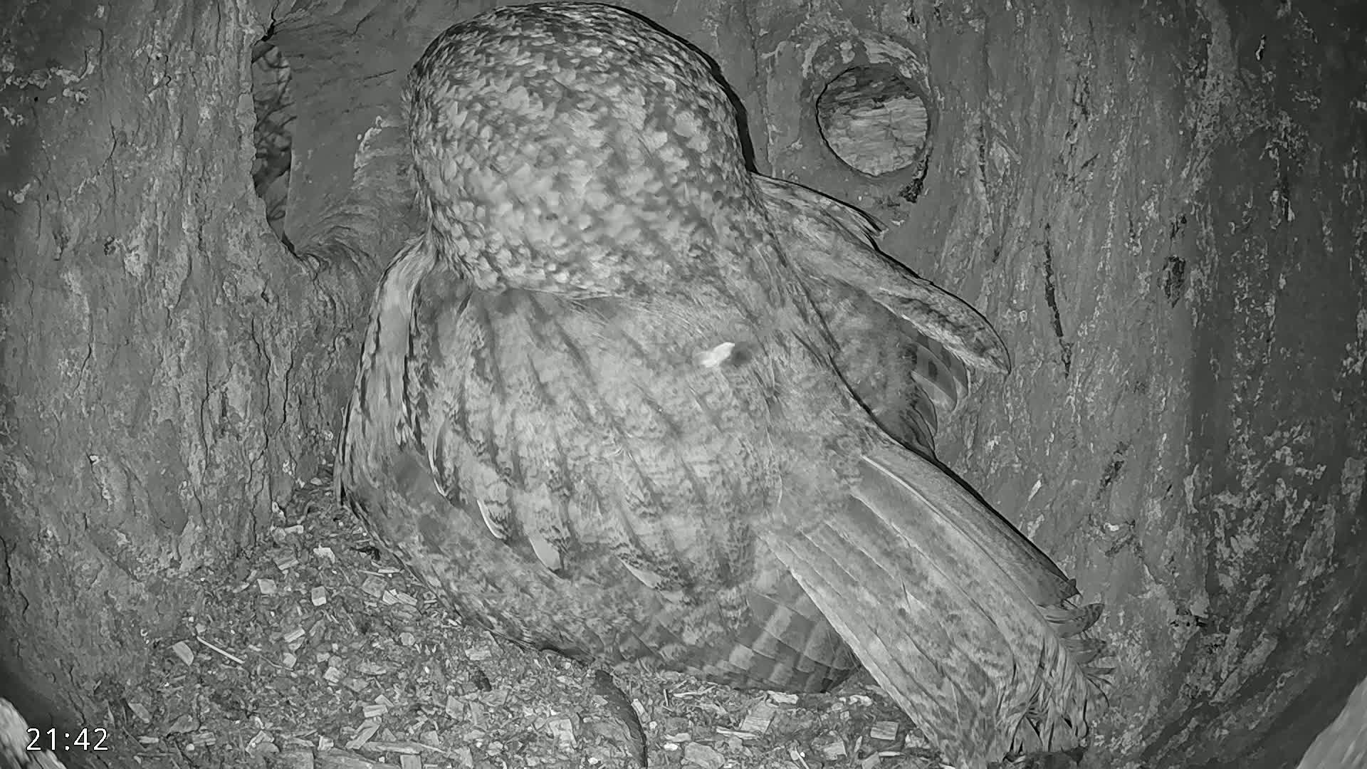 A great grey owl rests inside a tree cavity at night.