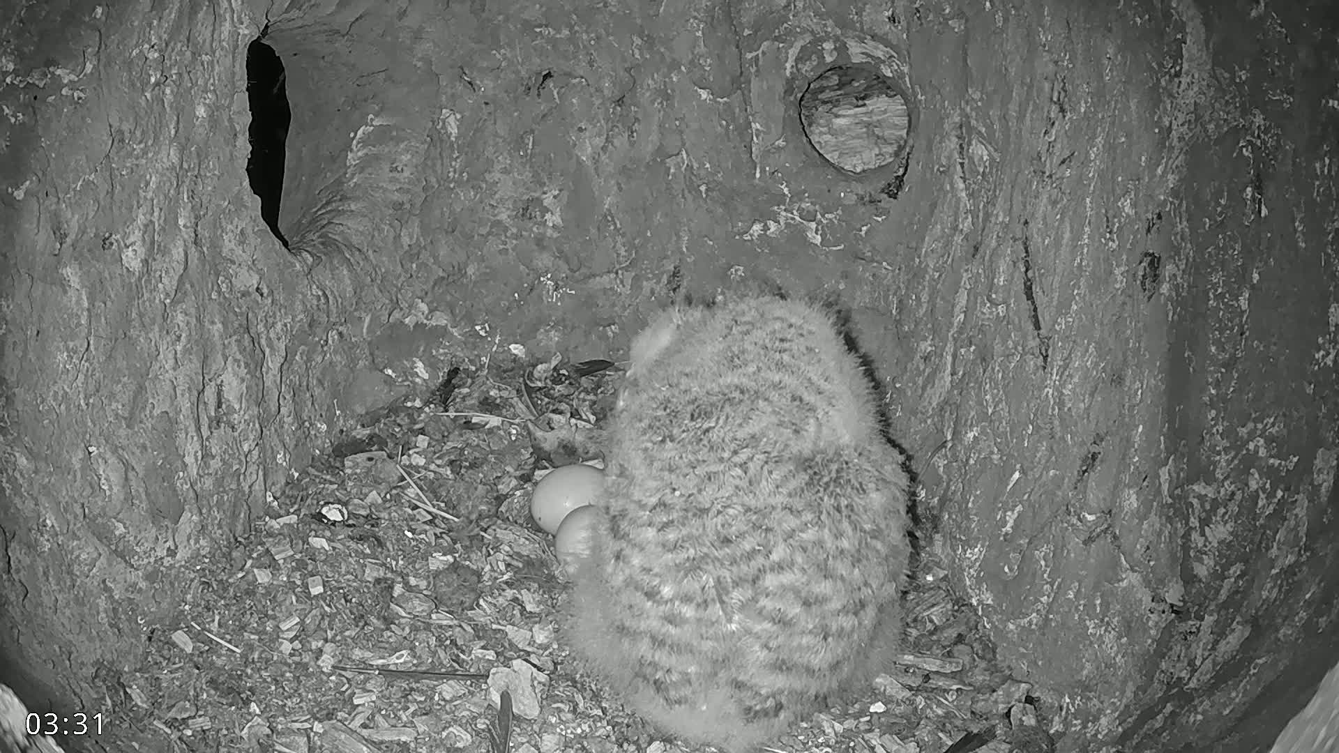  Dronninglund, Birds and Squirrels in the Forest Live Cam - Dronninglund, Bronderslev, Nordjylland(North Denmark), Denmark