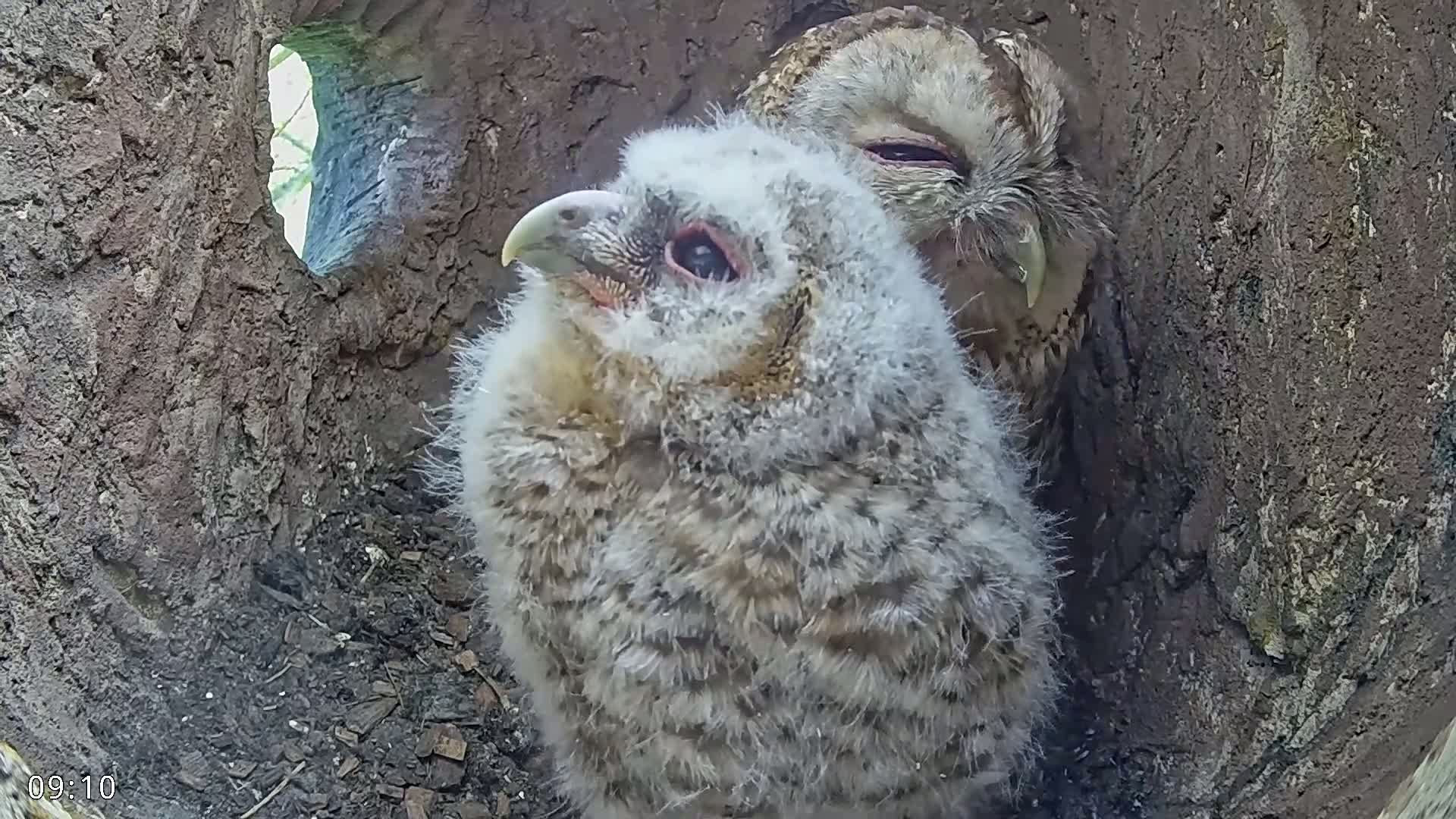 Two tawny owls, one adult and one owlet, are nestled together inside a tree hollow.