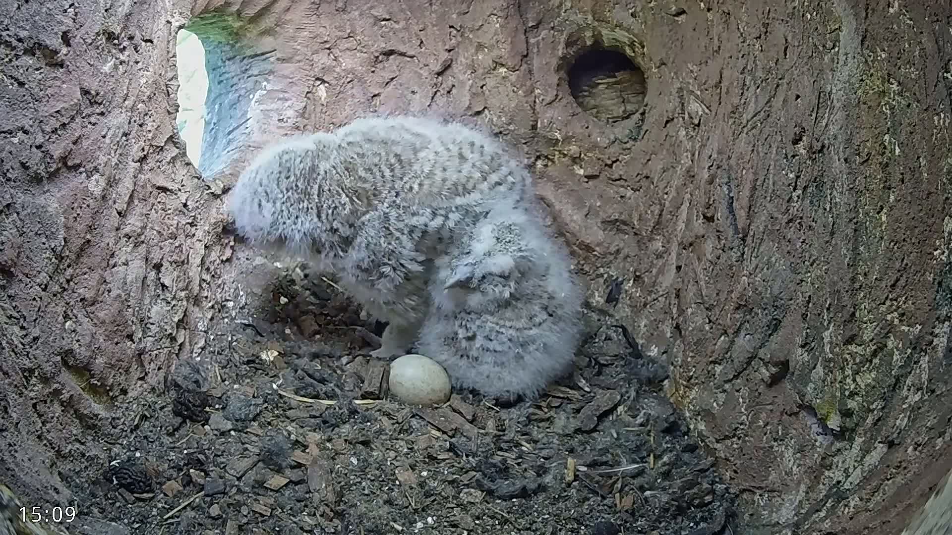 Two fluffy owlets sit near an egg in a dark tree hollow.