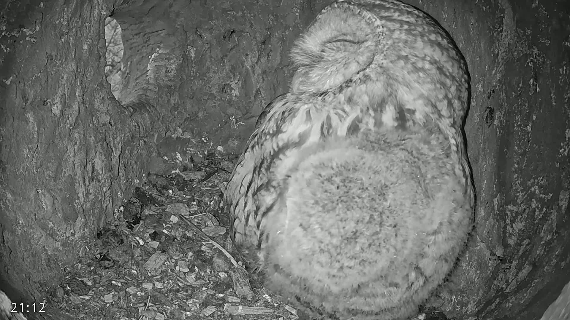A fluffy owl sits nestled in a dark tree hollow.
