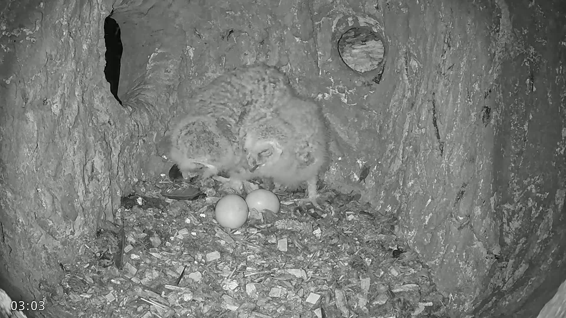  Dronninglund, Birds and Squirrels in the Forest Live Cam - Dronninglund, Bronderslev, Nordjylland(North Denmark), Denmark
