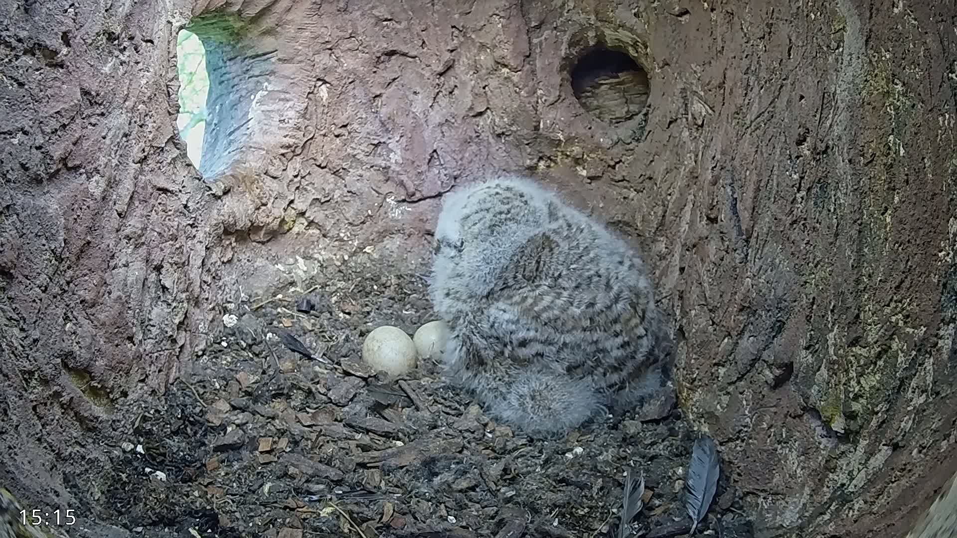 A fluffy gray owlet sits amongst two eggs in a tree hollow.