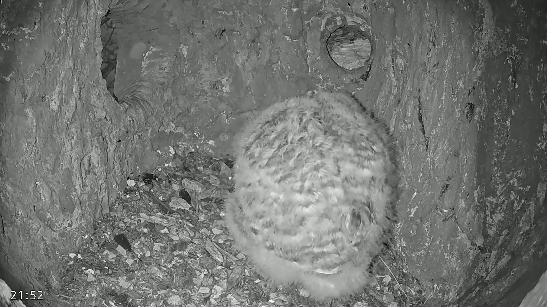 A fluffy, round bird sits nestled in a dark, tree hollow.
