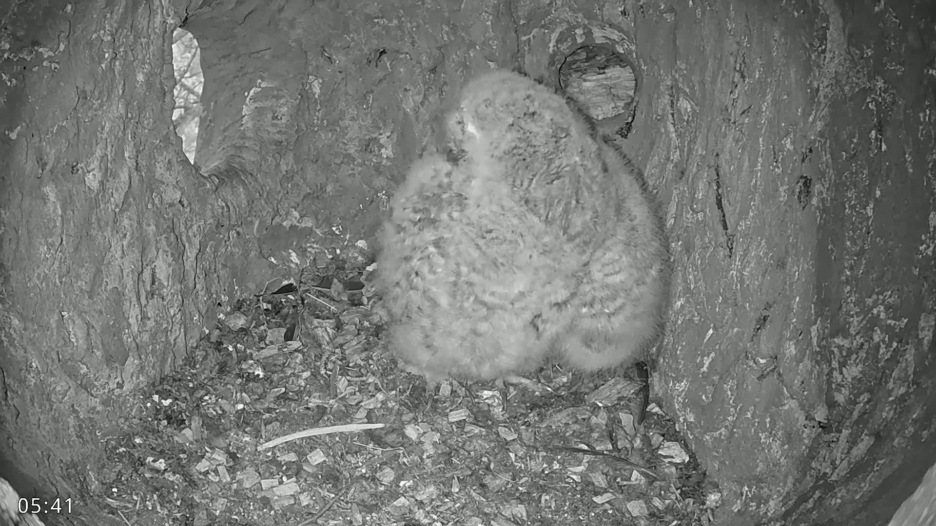  Dronninglund, Birds and Squirrels in the Forest Live Cam - Dronninglund, Bronderslev, Nordjylland(North Denmark), Denmark