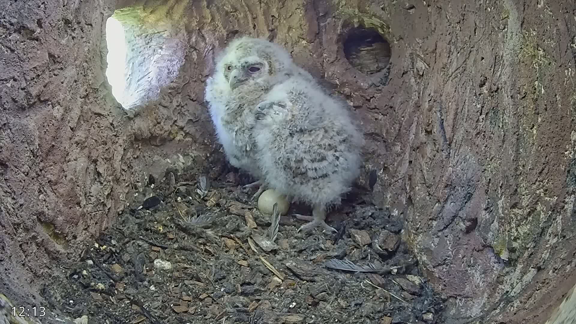 Two fluffy owlets sit near an egg in a dark tree hollow, daylight visible through an opening.