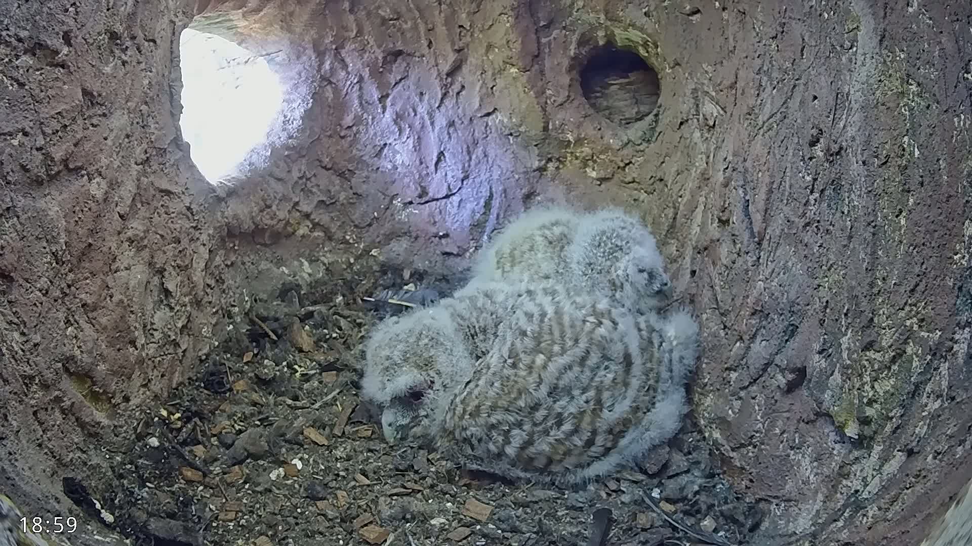 Two fluffy owlets huddle together in a tree hollow, with daylight visible through an opening.