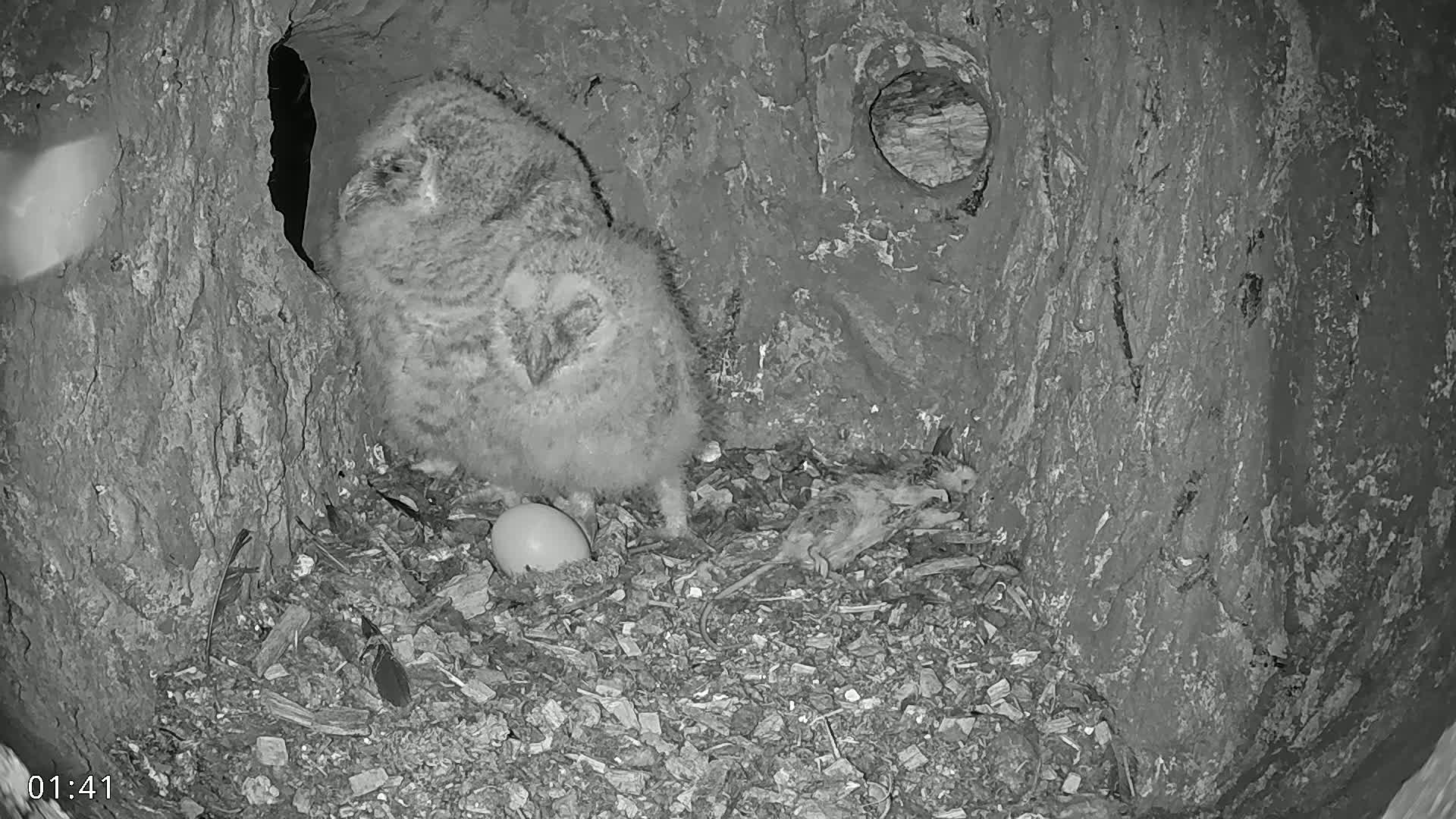  Dronninglund, Birds and Squirrels in the Forest Live Cam - Dronninglund, Bronderslev, Nordjylland(North Denmark), Denmark