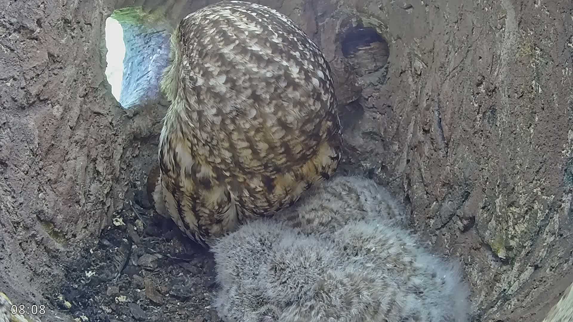  Dronninglund, Birds and Squirrels in the Forest Live Cam - Dronninglund, Bronderslev, Nordjylland(North Denmark), Denmark