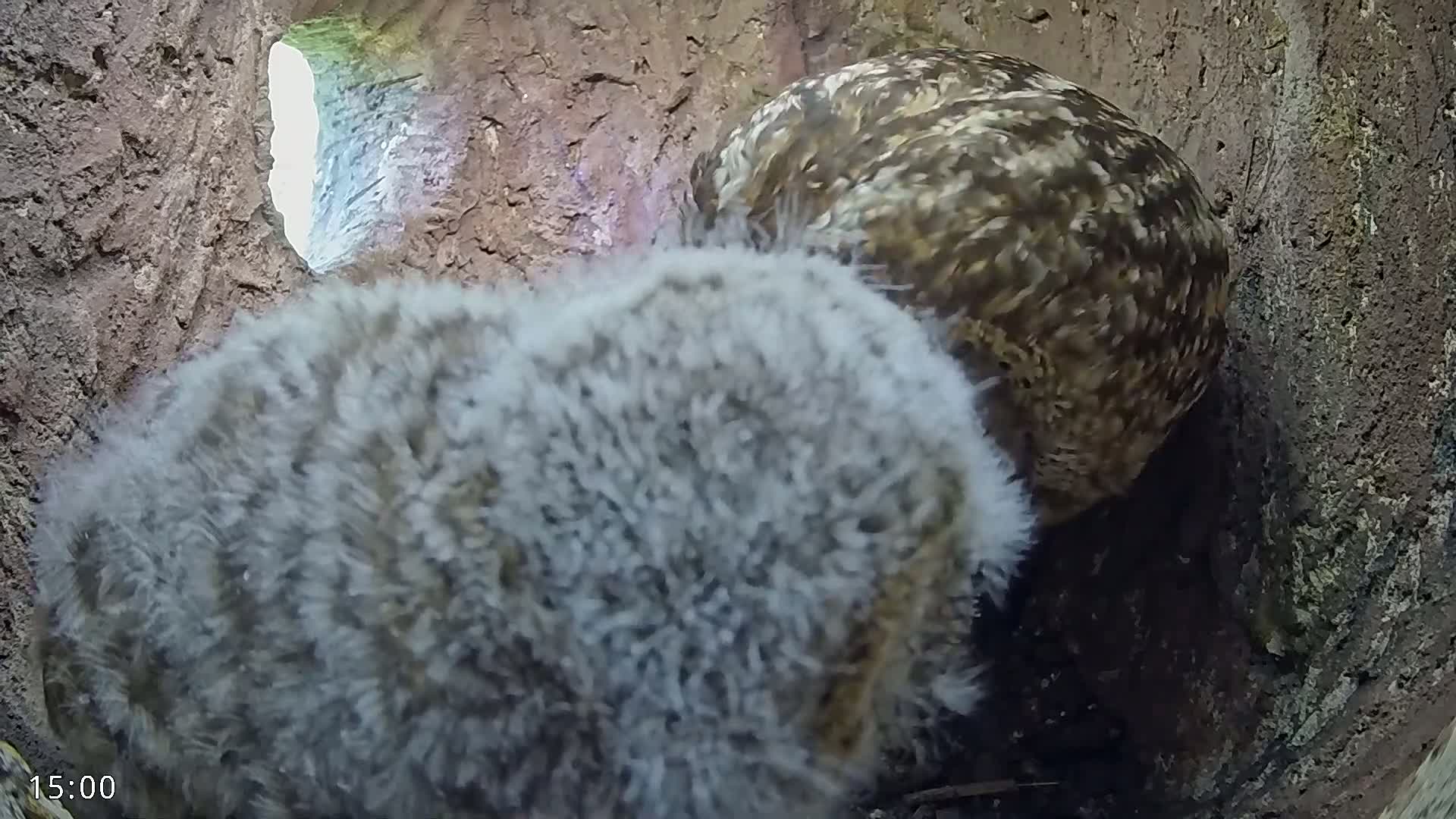 A fluffy gray owlet and a larger, brown-and-tan owl are nestled together in a dark, earthy burrow.