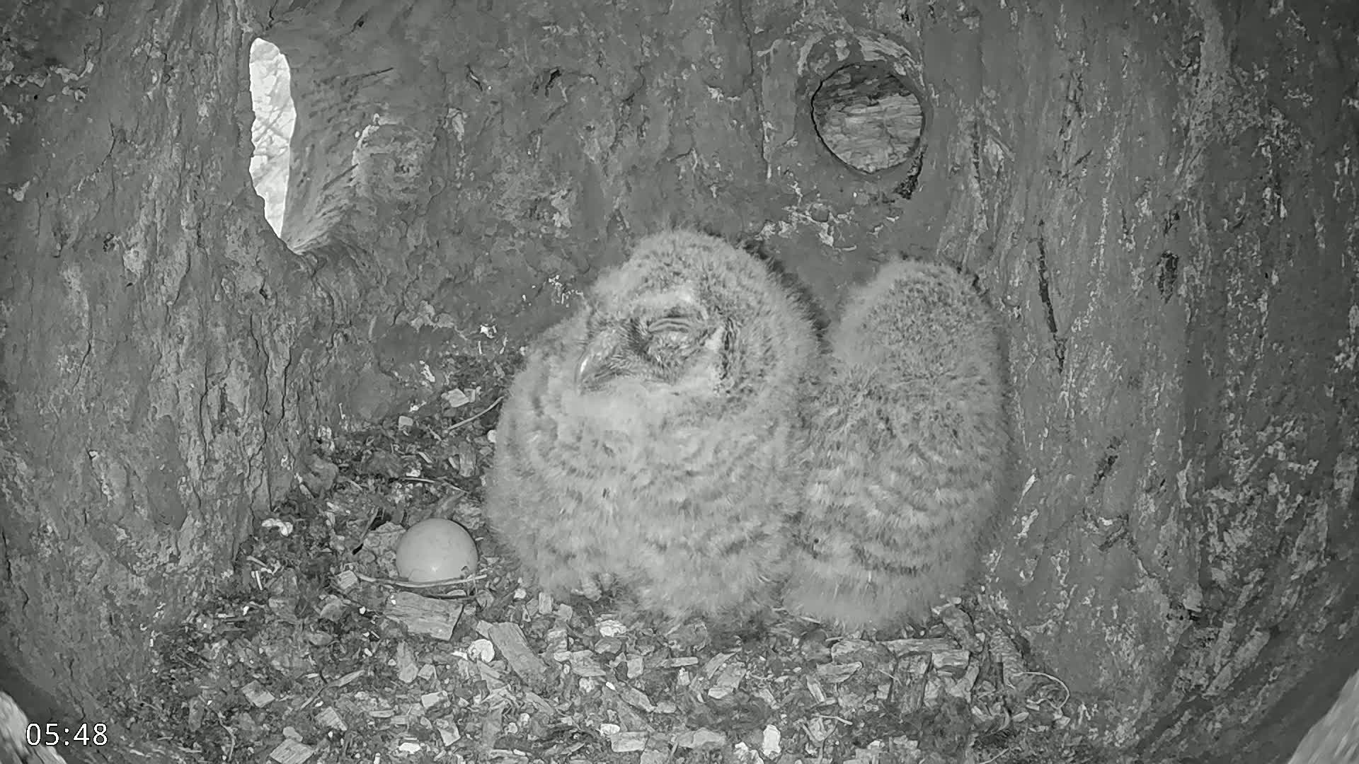  Dronninglund, Birds and Squirrels in the Forest Live Cam - Dronninglund, Bronderslev, Nordjylland(North Denmark), Denmark