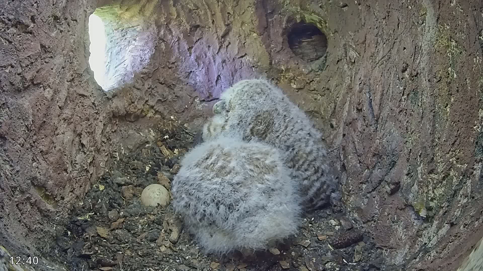 Two fluffy gray owlets huddle together in a dark tree cavity, near an egg, with light filtering in from an opening.