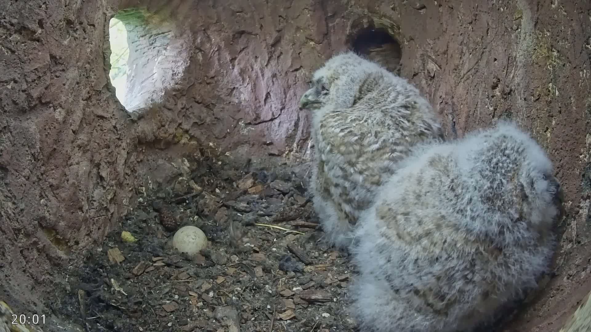  Dronninglund, Birds and Squirrels in the Forest Live Cam - Dronninglund, Bronderslev, Nordjylland(North Denmark), Denmark