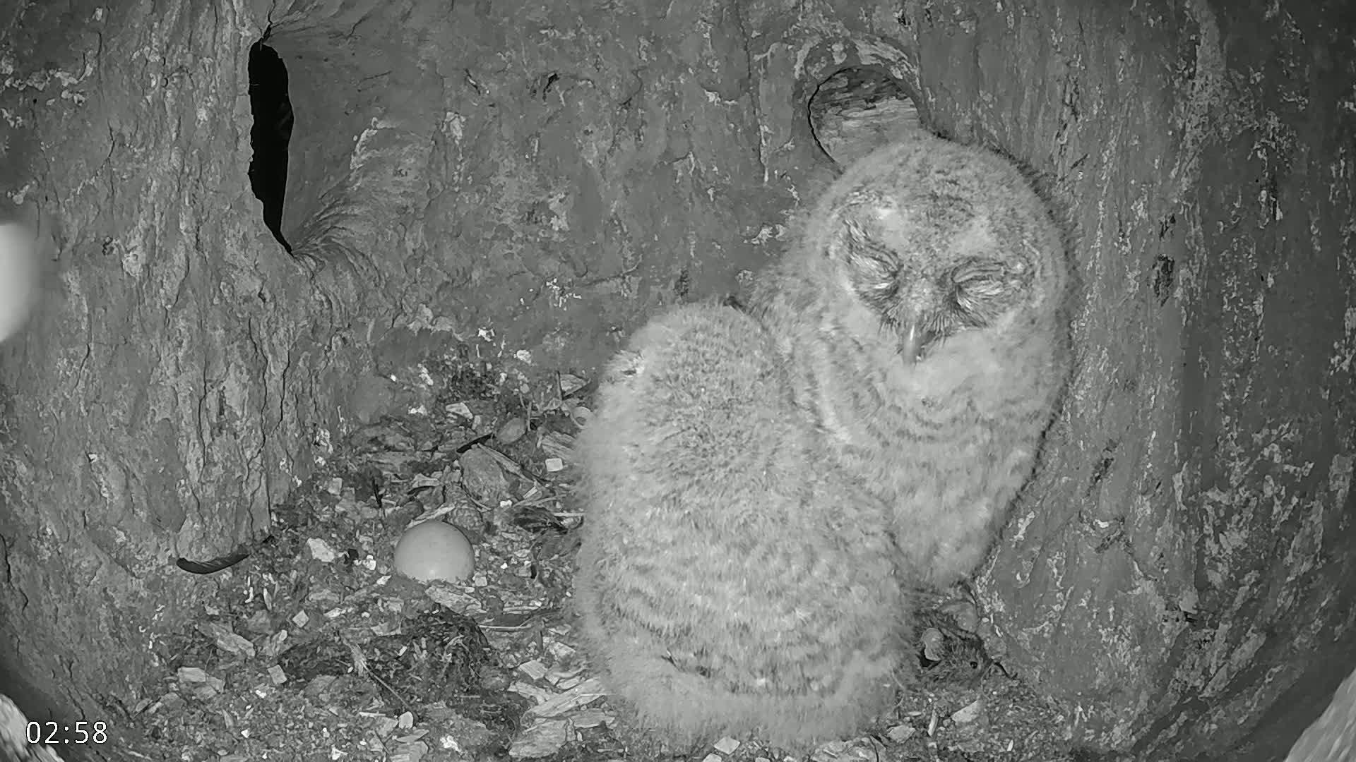  Dronninglund, Birds and Squirrels in the Forest Live Cam - Dronninglund, Bronderslev, Nordjylland(North Denmark), Denmark