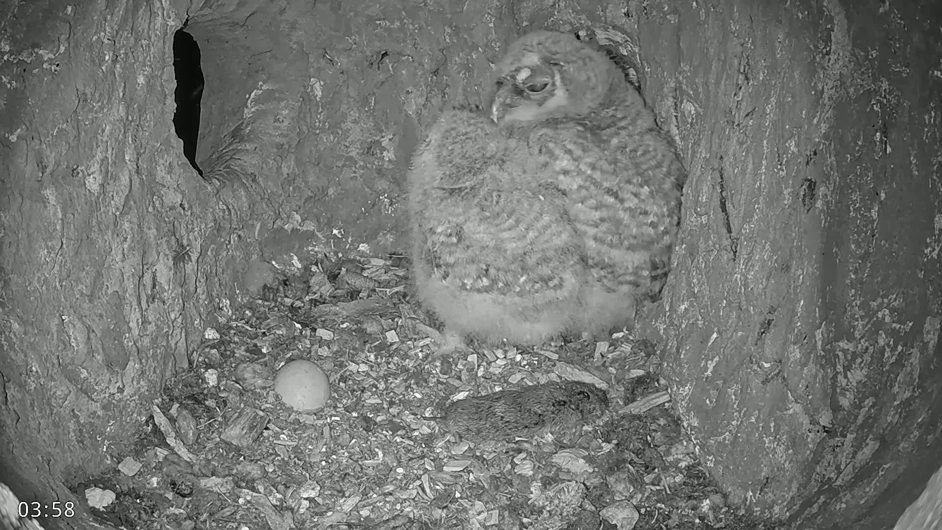A fluffy owlet sits on a bed of woodchips in a tree cavity at night, next to a single egg.