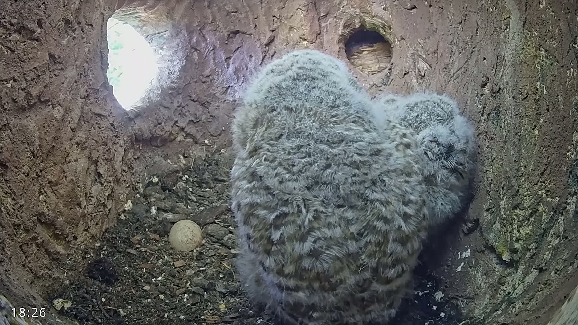 Two fluffy gray owlets huddle together in a dark tree hollow, near an egg, with daylight visible through an opening.