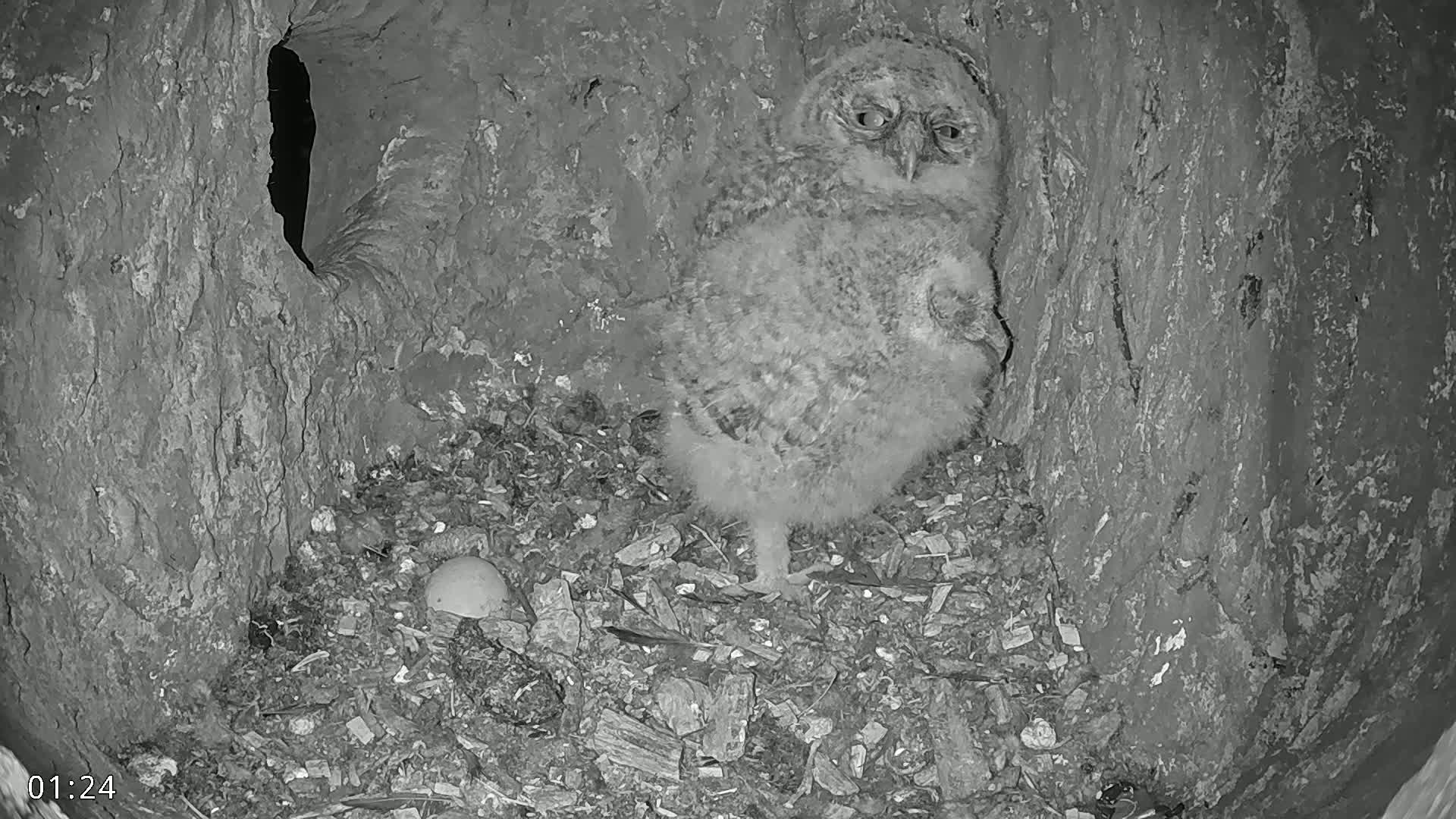 A fluffy owlet sits on a bed of wood chips in a tree hollow, next to an egg.