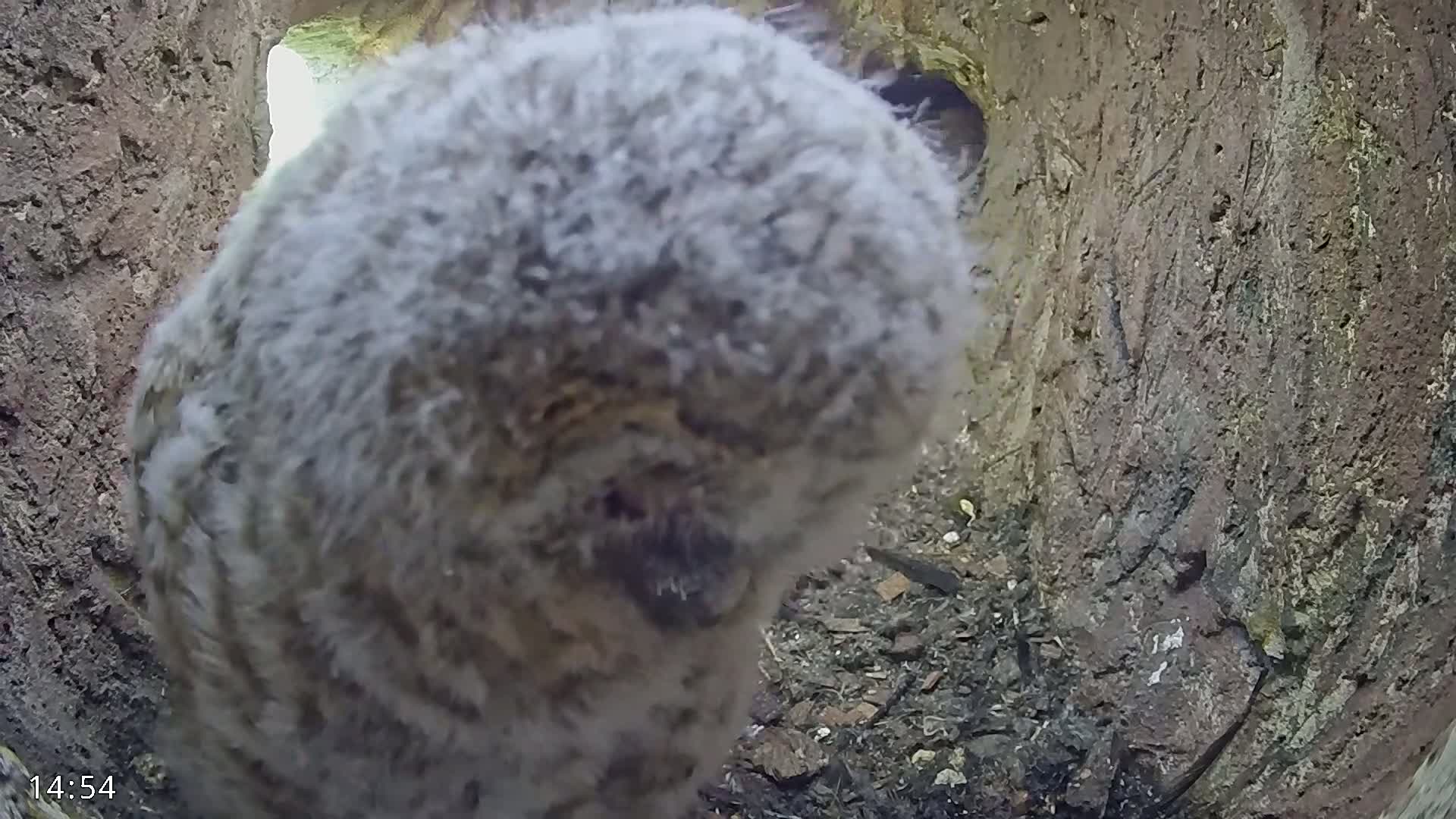 A fluffy gray owlet is nestled inside a tree hollow.
