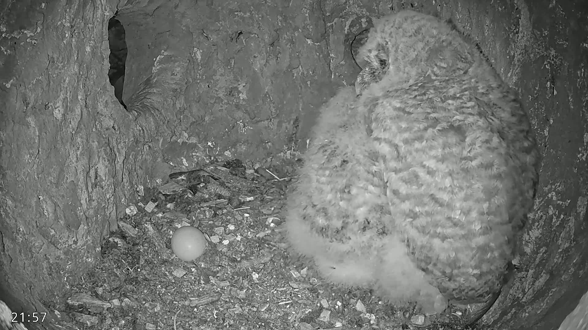  Dronninglund, Birds and Squirrels in the Forest Live Cam - Dronninglund, Bronderslev, Nordjylland(North Denmark), Denmark