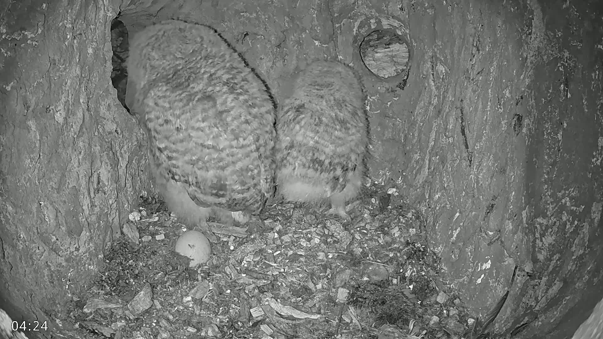  Dronninglund, Birds and Squirrels in the Forest Live Cam - Dronninglund, Bronderslev, Nordjylland(North Denmark), Denmark