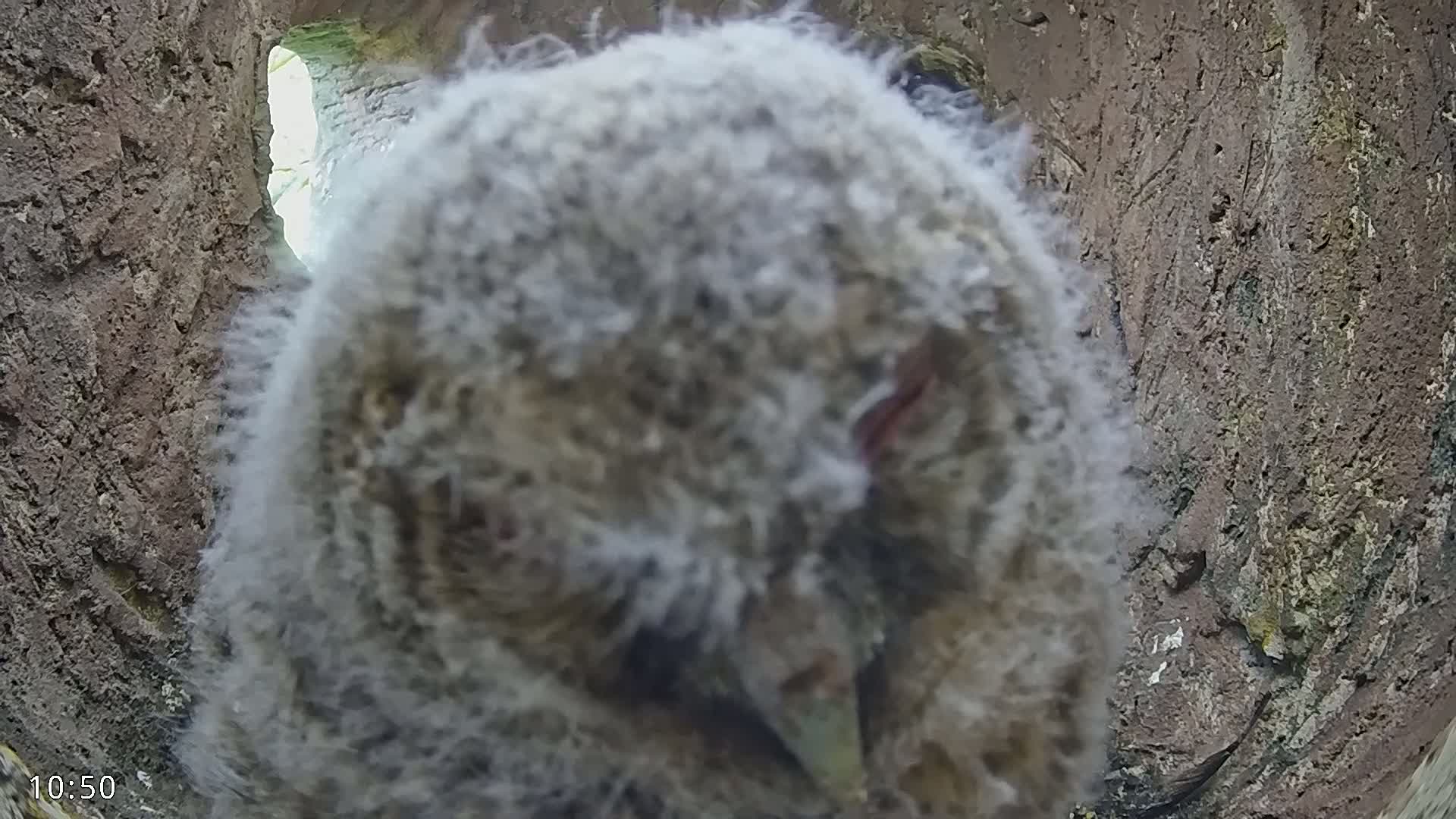 A fluffy gray owlet is nestled inside a tree cavity, partially illuminated by daylight from an opening behind it.
