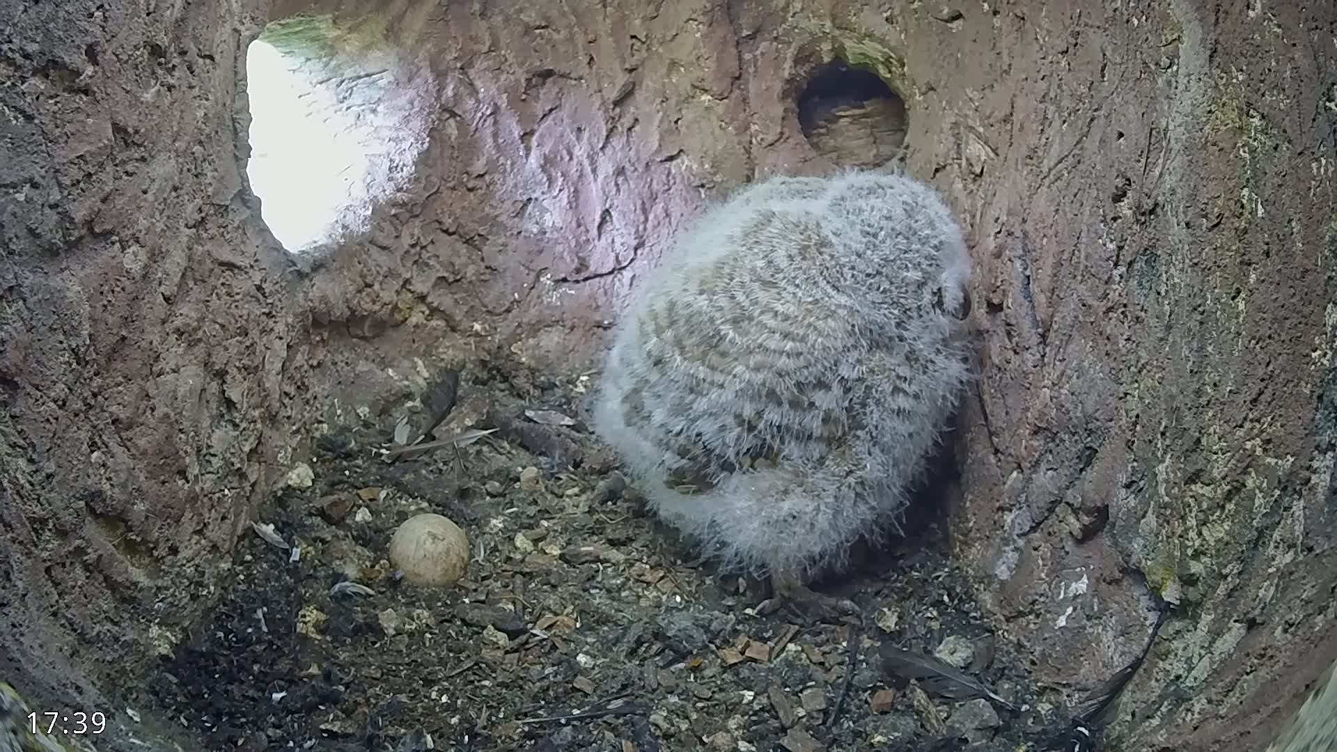 A fluffy, gray owlet sits in a tree cavity next to an egg on a bed of dirt and debris, with a bit of daylight visible through an opening in the tree.