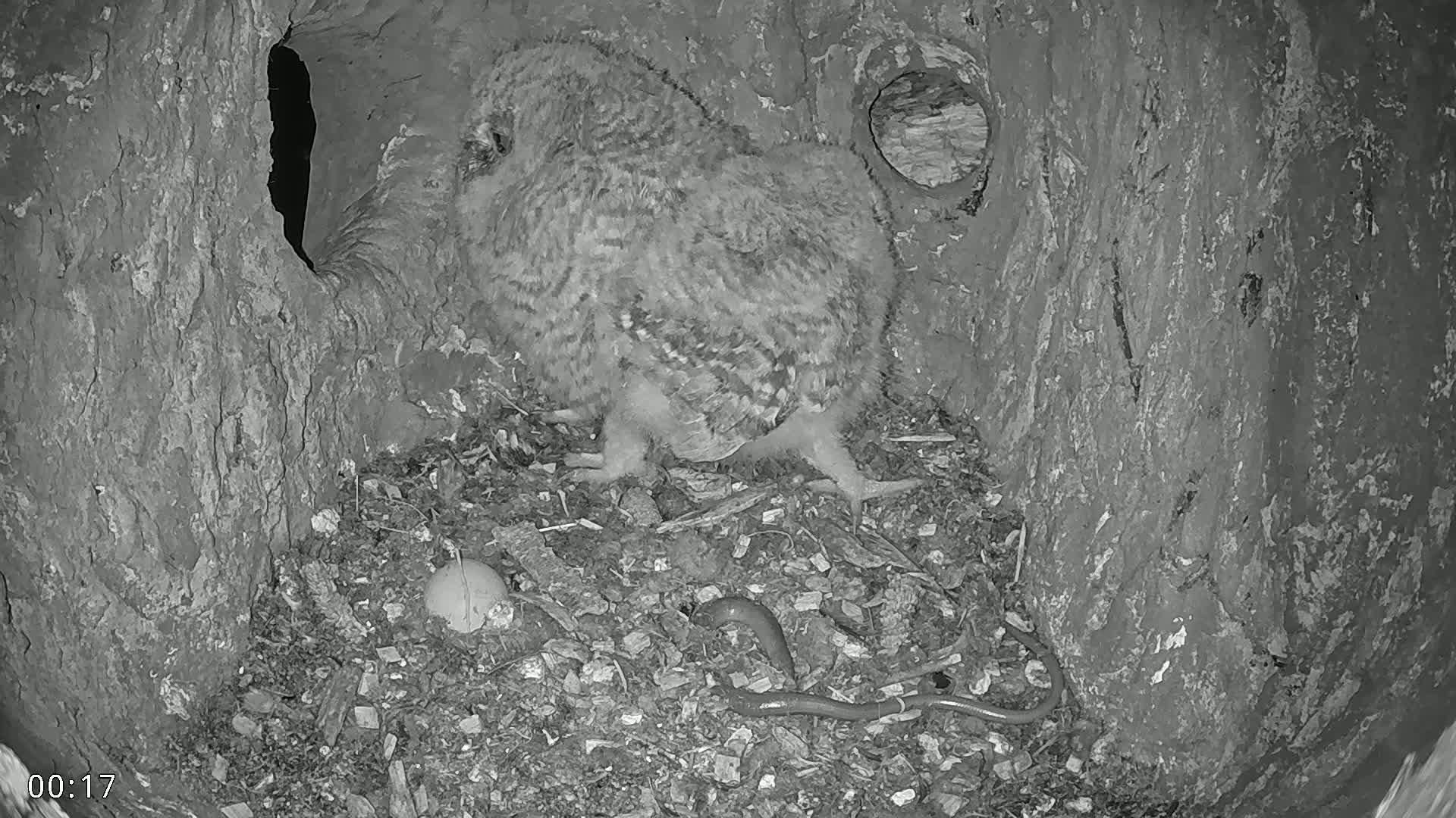  Dronninglund, Birds and Squirrels in the Forest Live Cam - Dronninglund, Bronderslev, Nordjylland(North Denmark), Denmark