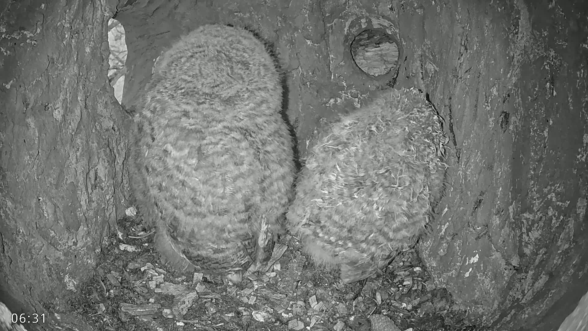  Dronninglund, Birds and Squirrels in the Forest Live Cam - Dronninglund, Bronderslev, Nordjylland(North Denmark), Denmark