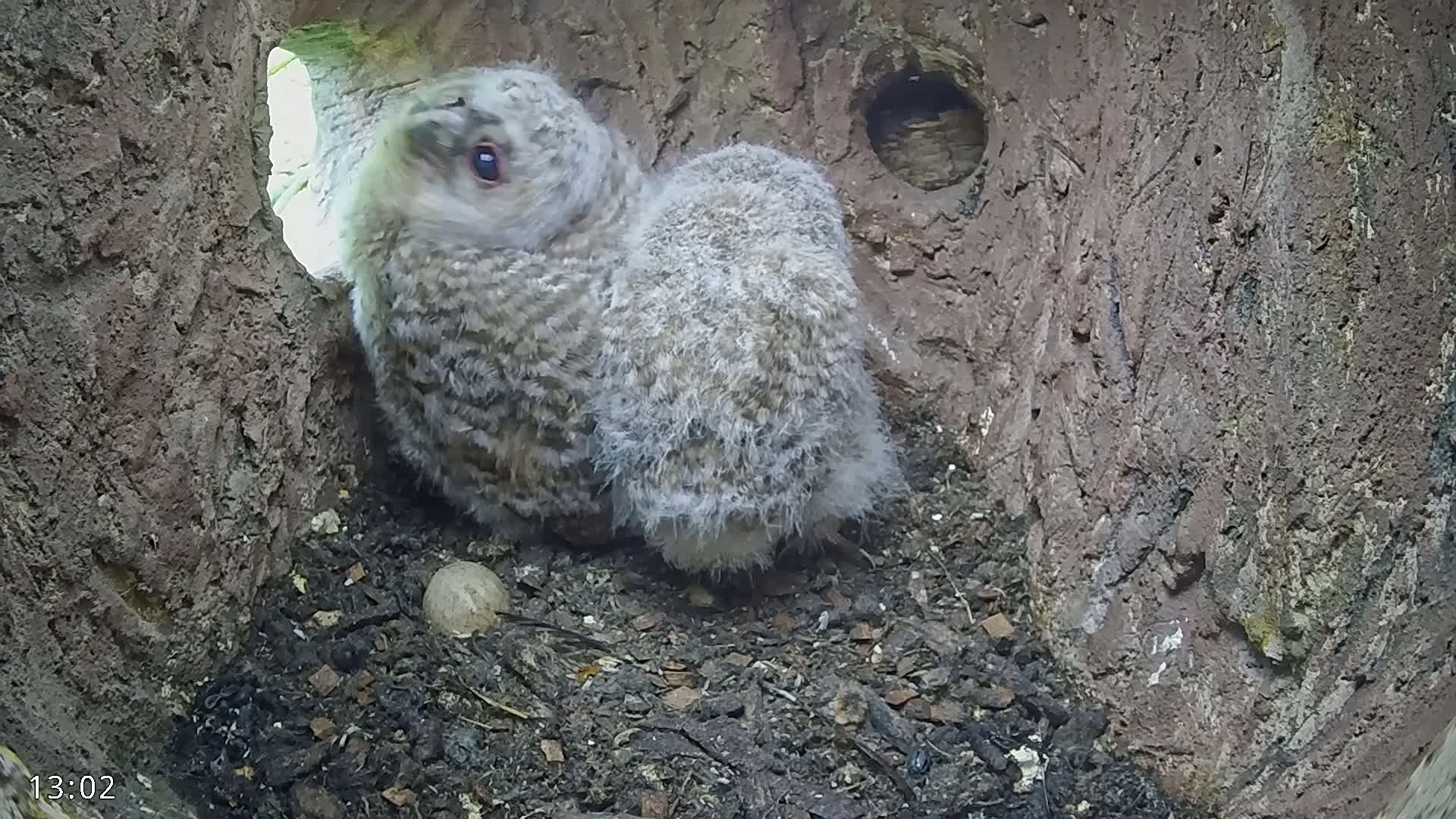 Two fluffy gray owlets sit nestled in a tree hollow, near an egg, partially visible from a hole in the tree.