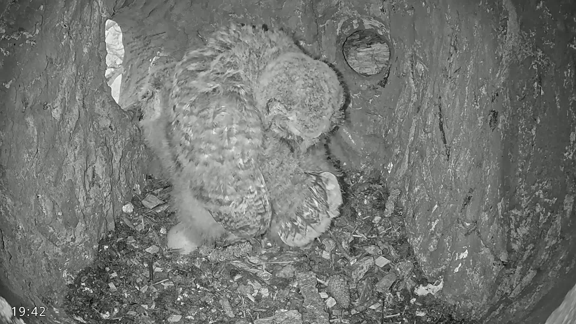 A fluffy owlet sits huddled in a tree cavity.