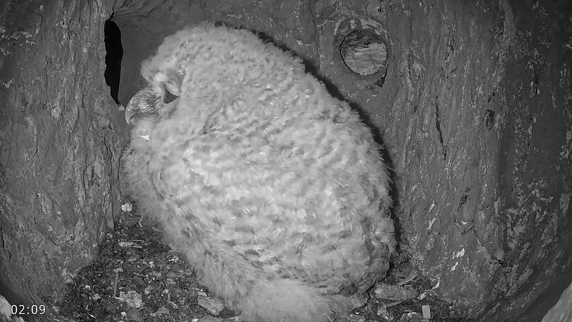  Dronninglund, Birds and Squirrels in the Forest Live Cam - Dronninglund, Bronderslev, Nordjylland(North Denmark), Denmark