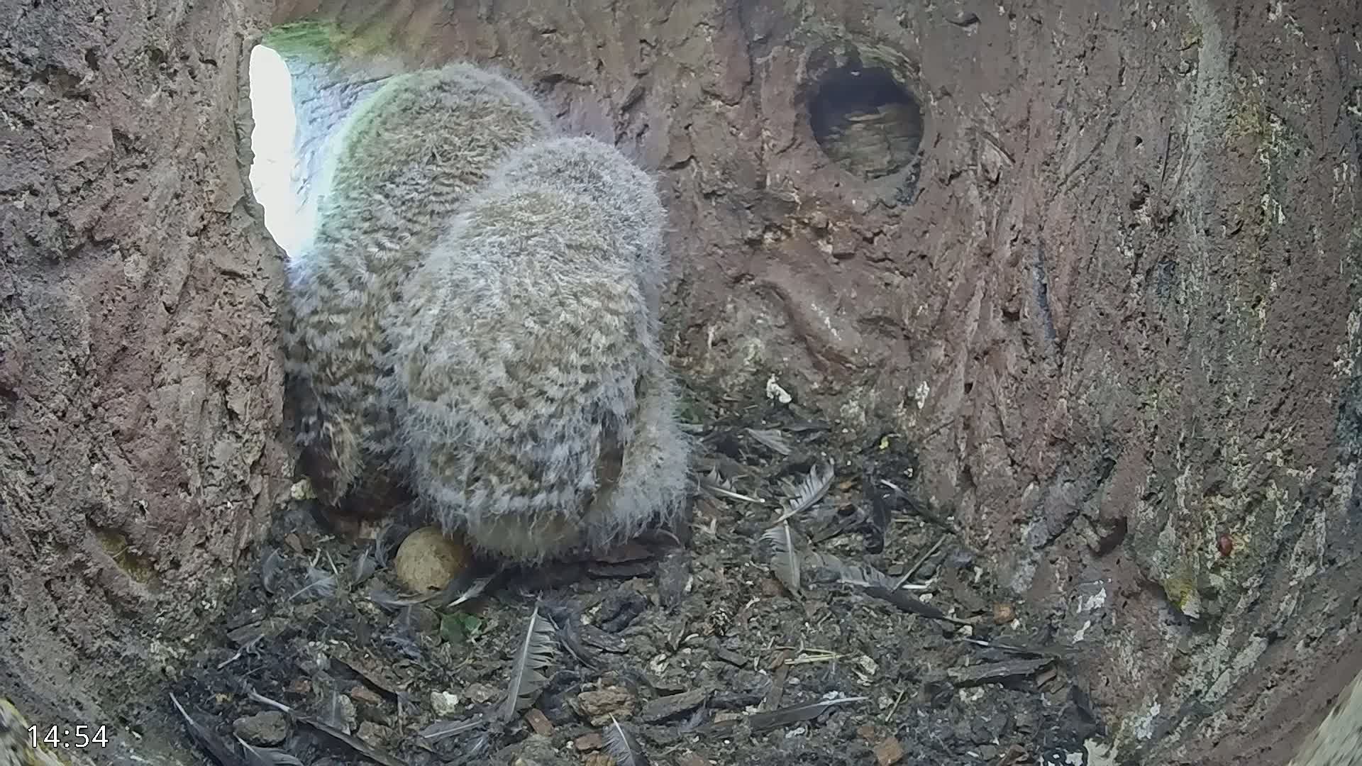 Two fluffy owlets huddle together inside a tree cavity, surrounded by feathers and debris.