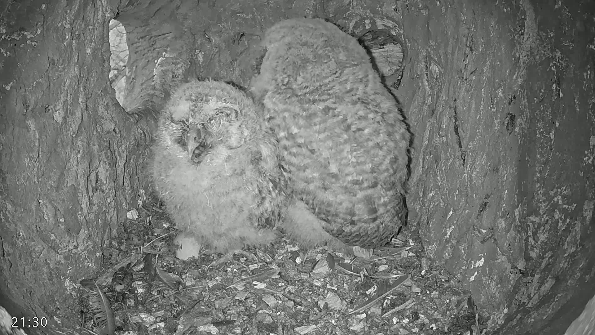 Two owlets huddle together in a tree cavity.