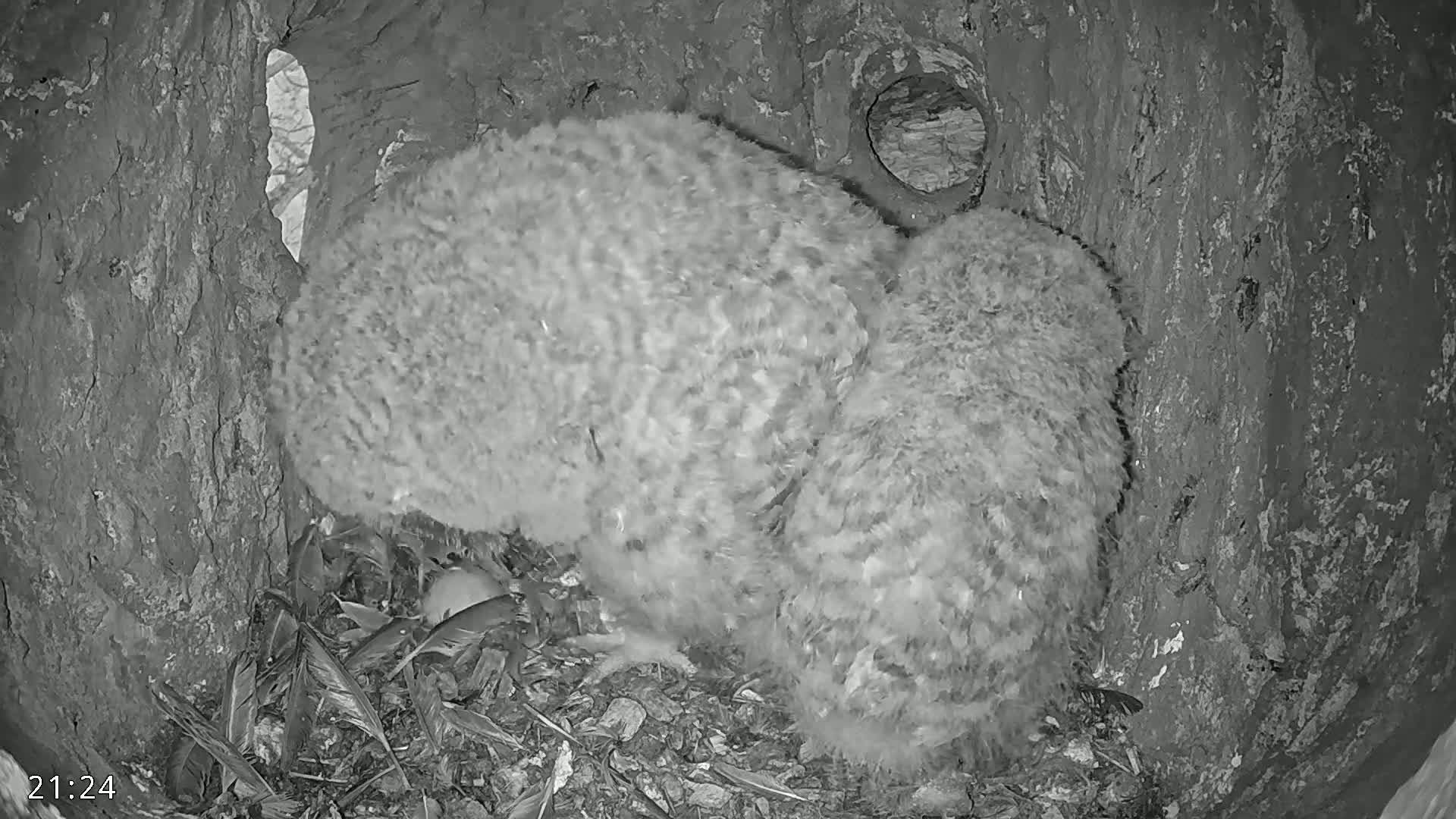 Two owlets huddle together in a tree cavity.