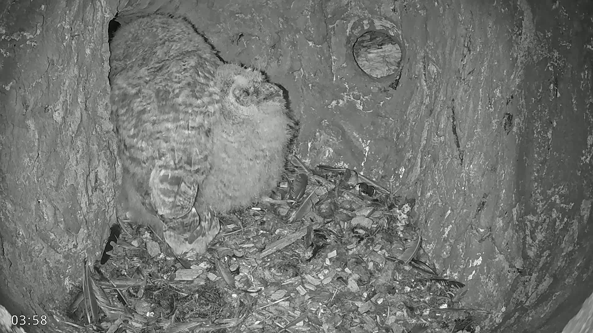 A fluffy, grey owl sits nestled in a dark, earthy cavity within a tree trunk at night.
