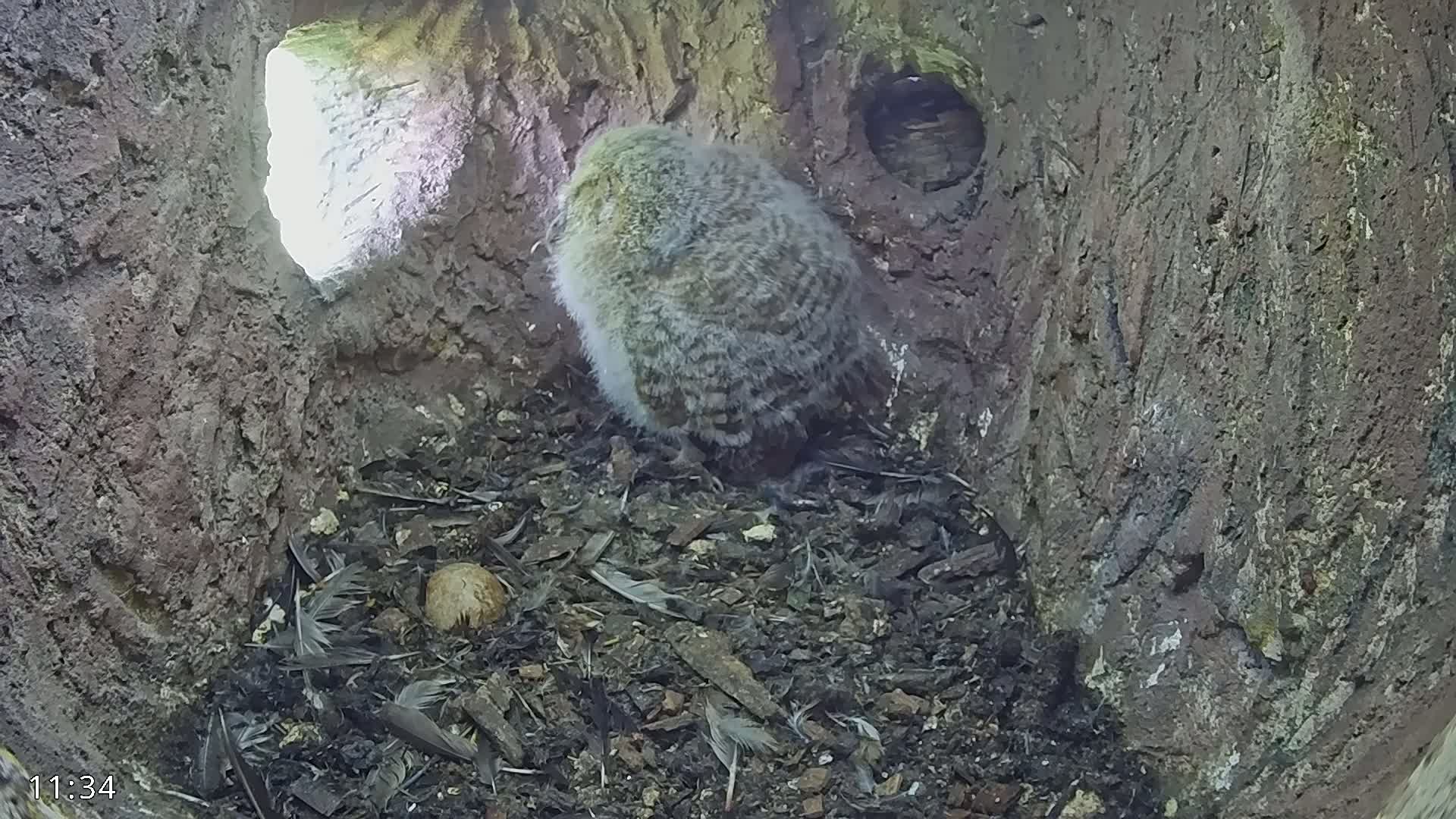 A fluffy gray owlet sits in a dark tree hollow nest filled with debris and a single egg, sunlight illuminating the entrance.