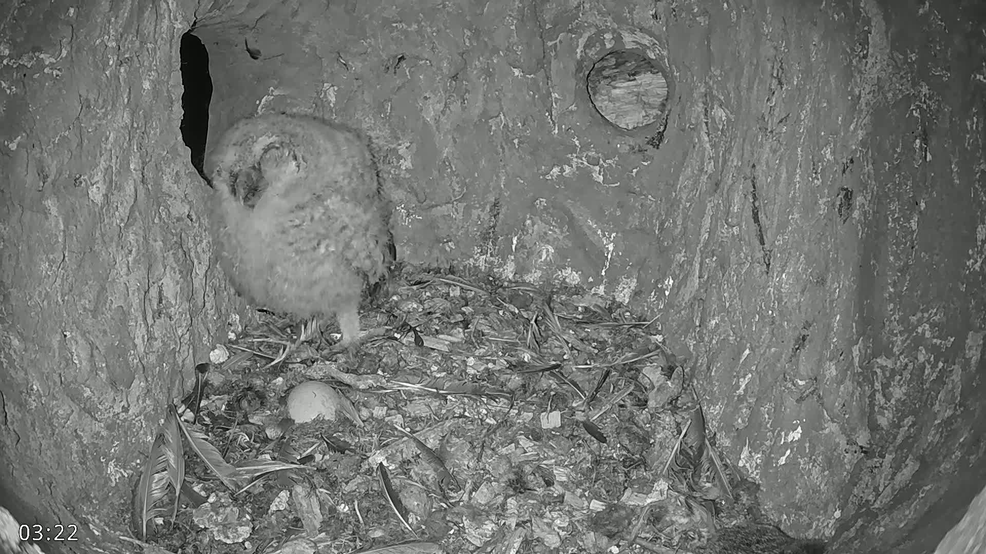 A fluffy owlet stands in a dark, rocky nest containing an egg and scattered feathers.