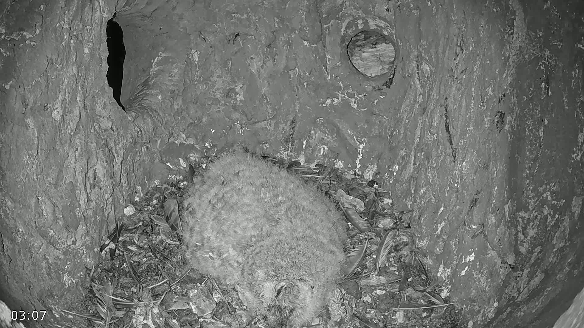 A fluffy, gray animal sleeps nestled in a dark, hollowed-out tree trunk.
