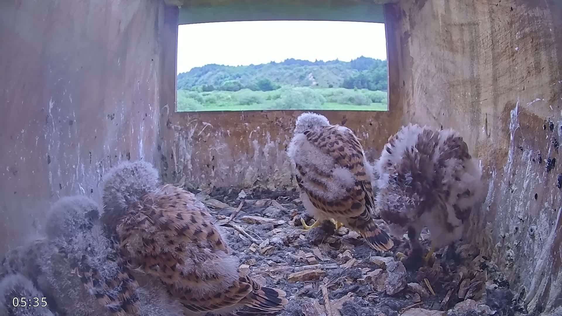  Dronninglund, Birds and Squirrels in the Forest Live Cam - Dronninglund, Bronderslev, Nordjylland(North Denmark), Denmark