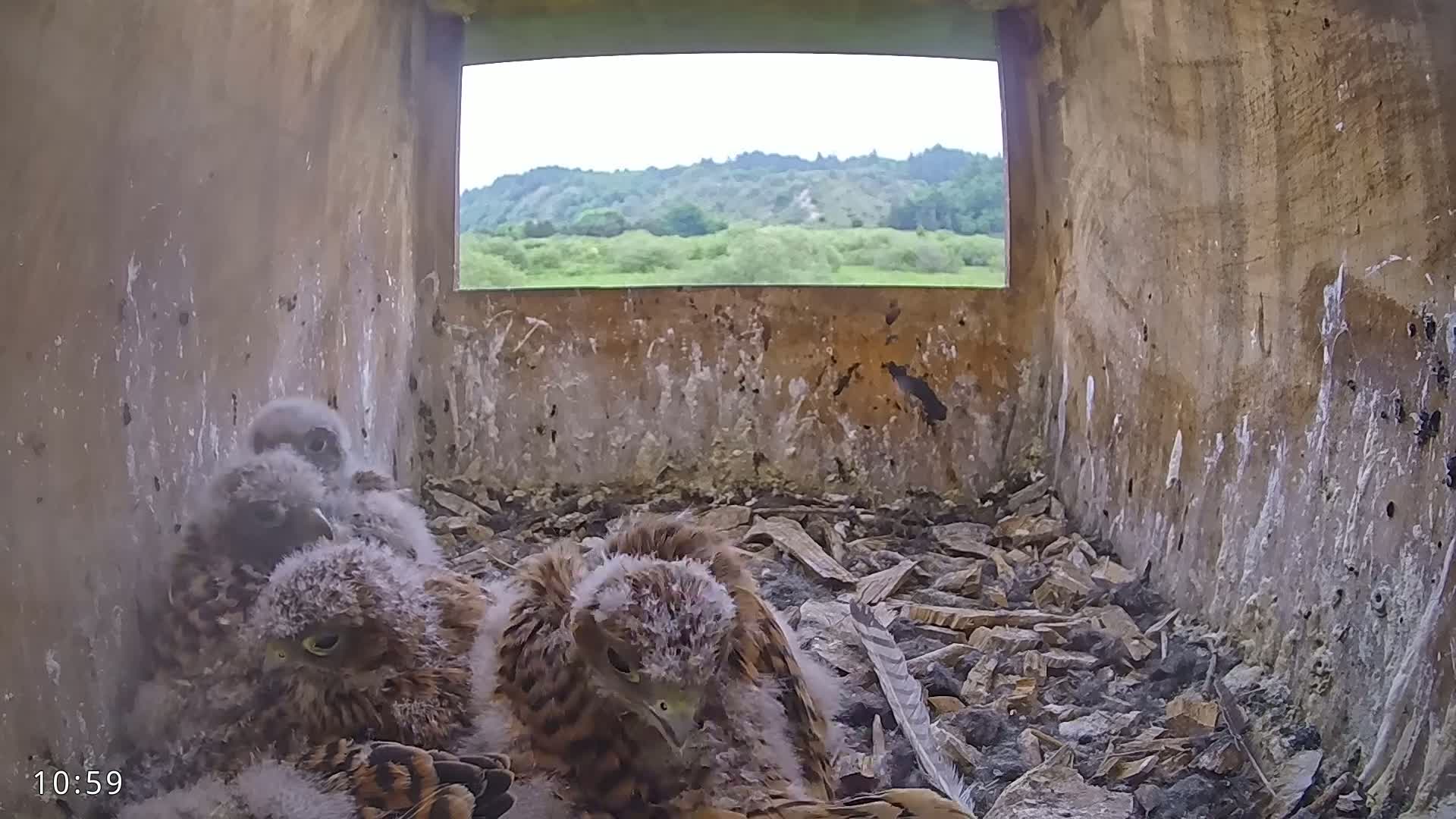 Three falcon chicks huddle together in a nest box with a view of a partly cloudy sky and distant hills.